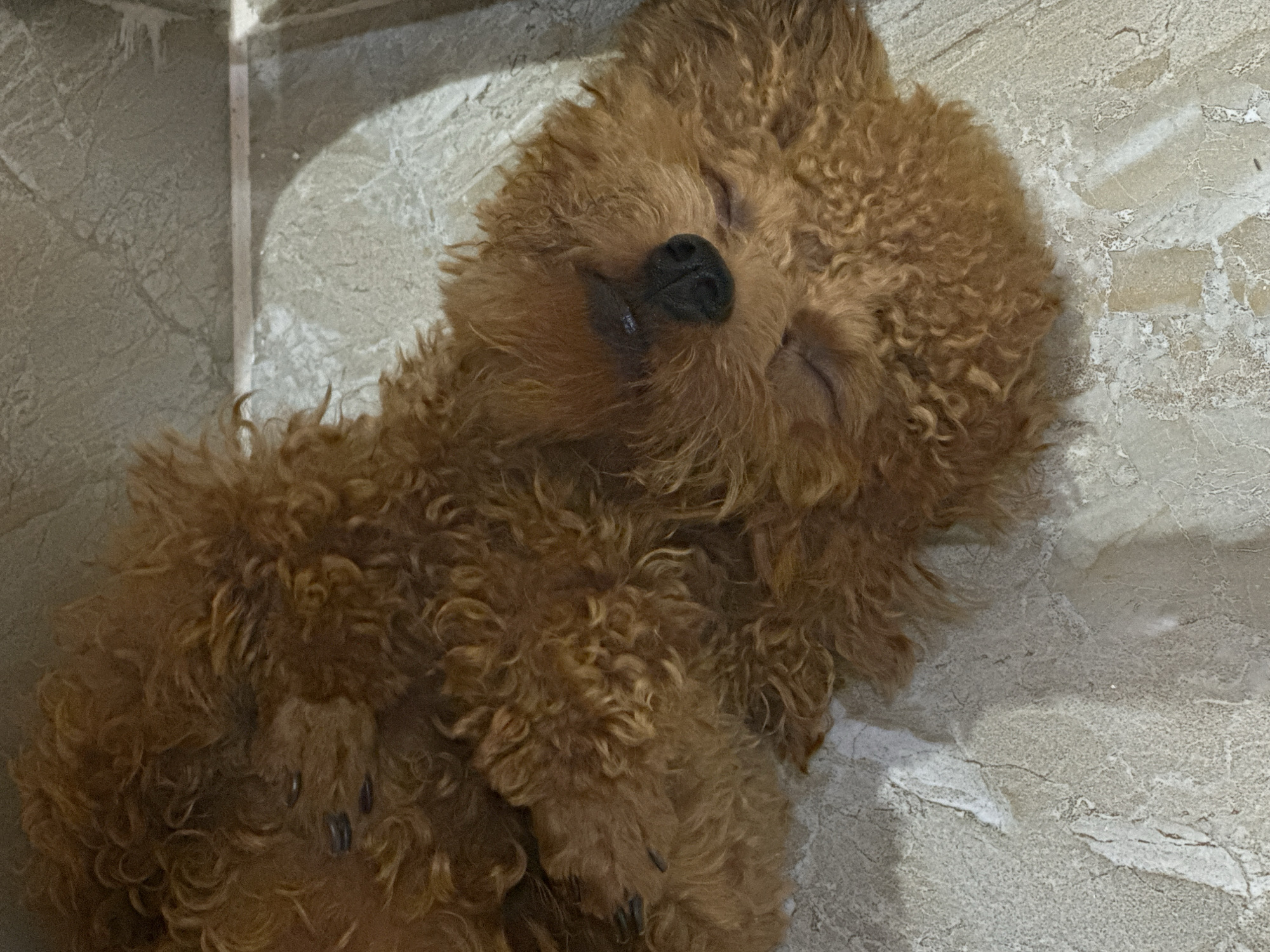 Brown dog sleeps on tile floor in Vietnam