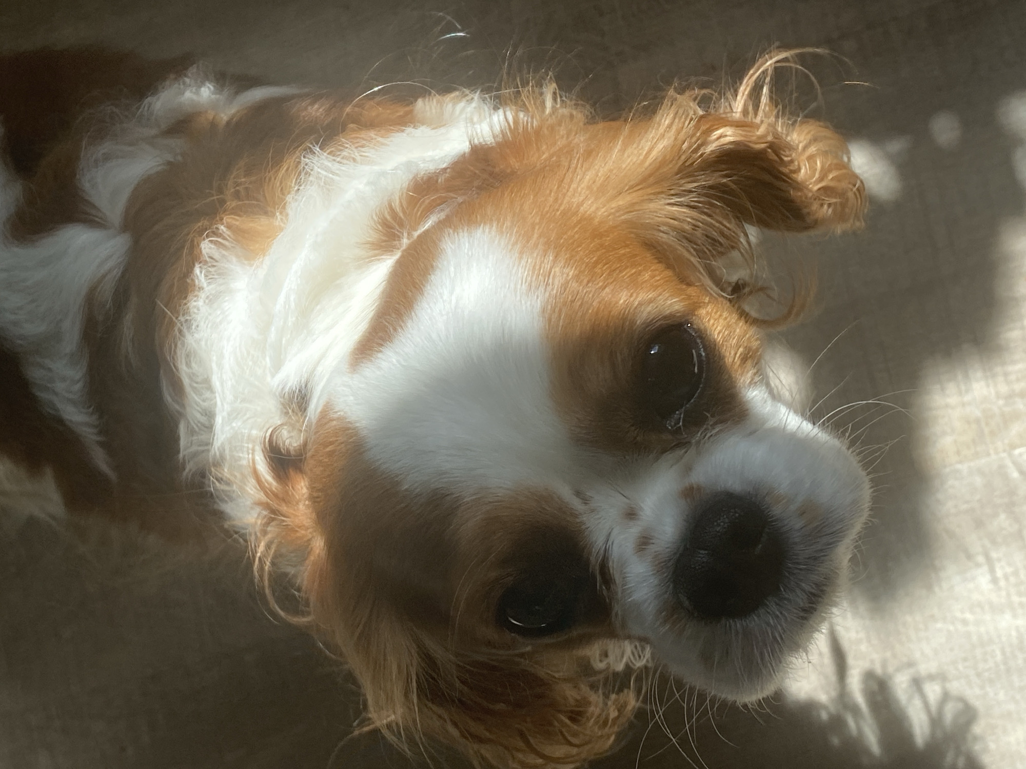 Lazy morning indoors with a spaniel, a cat, and blue skies