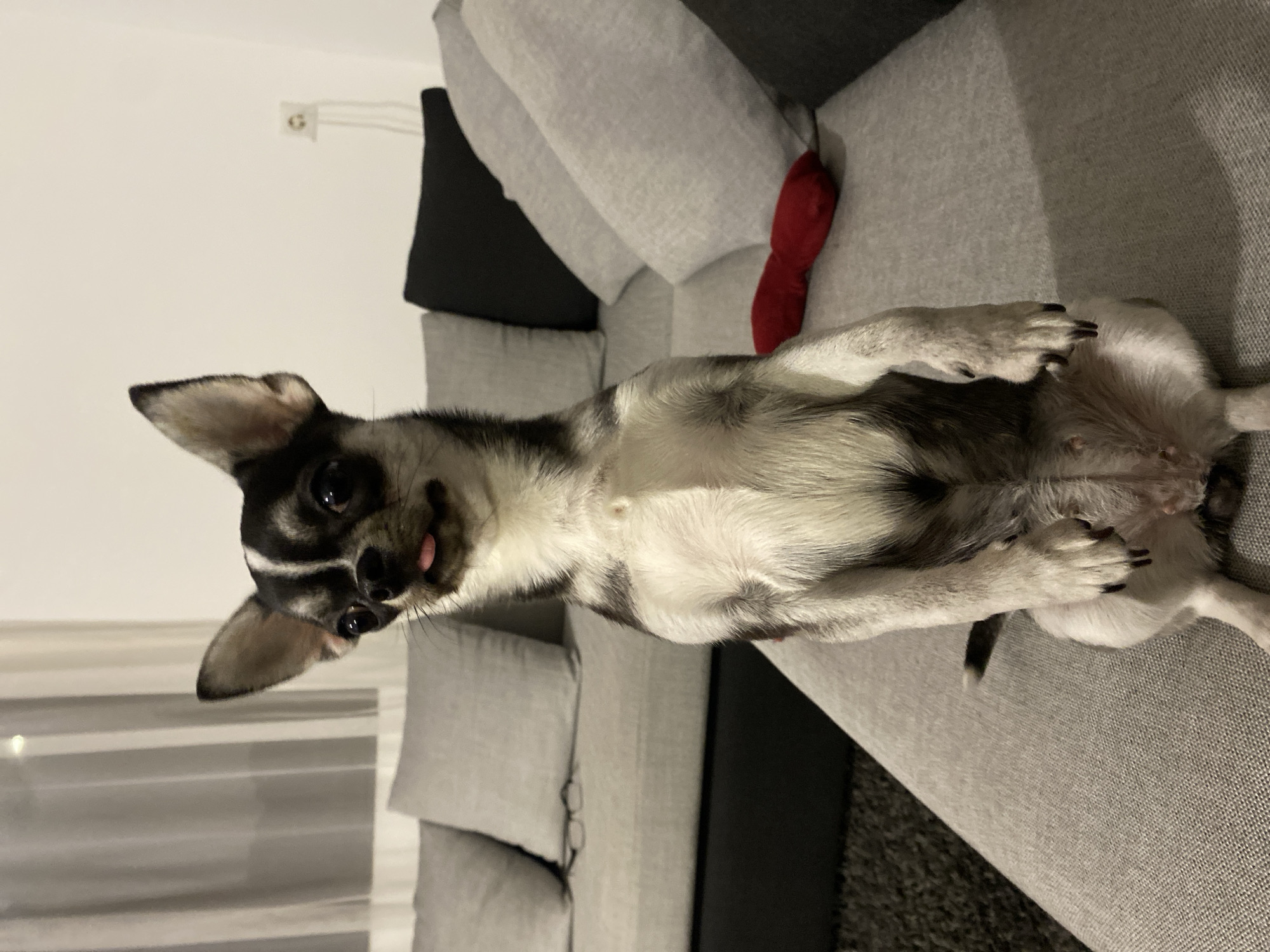 Chihuahua relaxing on a sectional sofa in Kutaisi