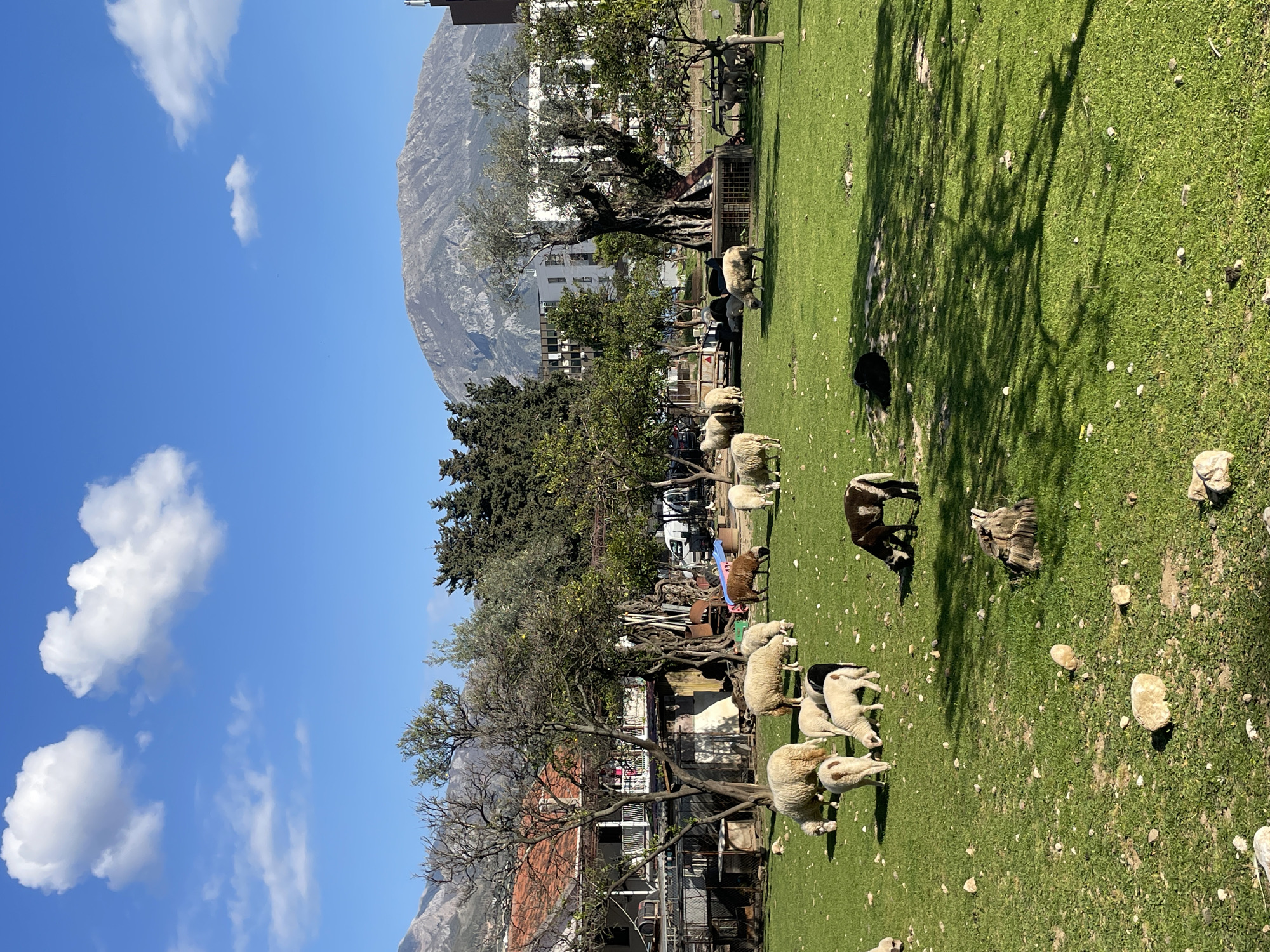 Leisurely afternoon documented in Bar, Montenegro with sheep and selfies