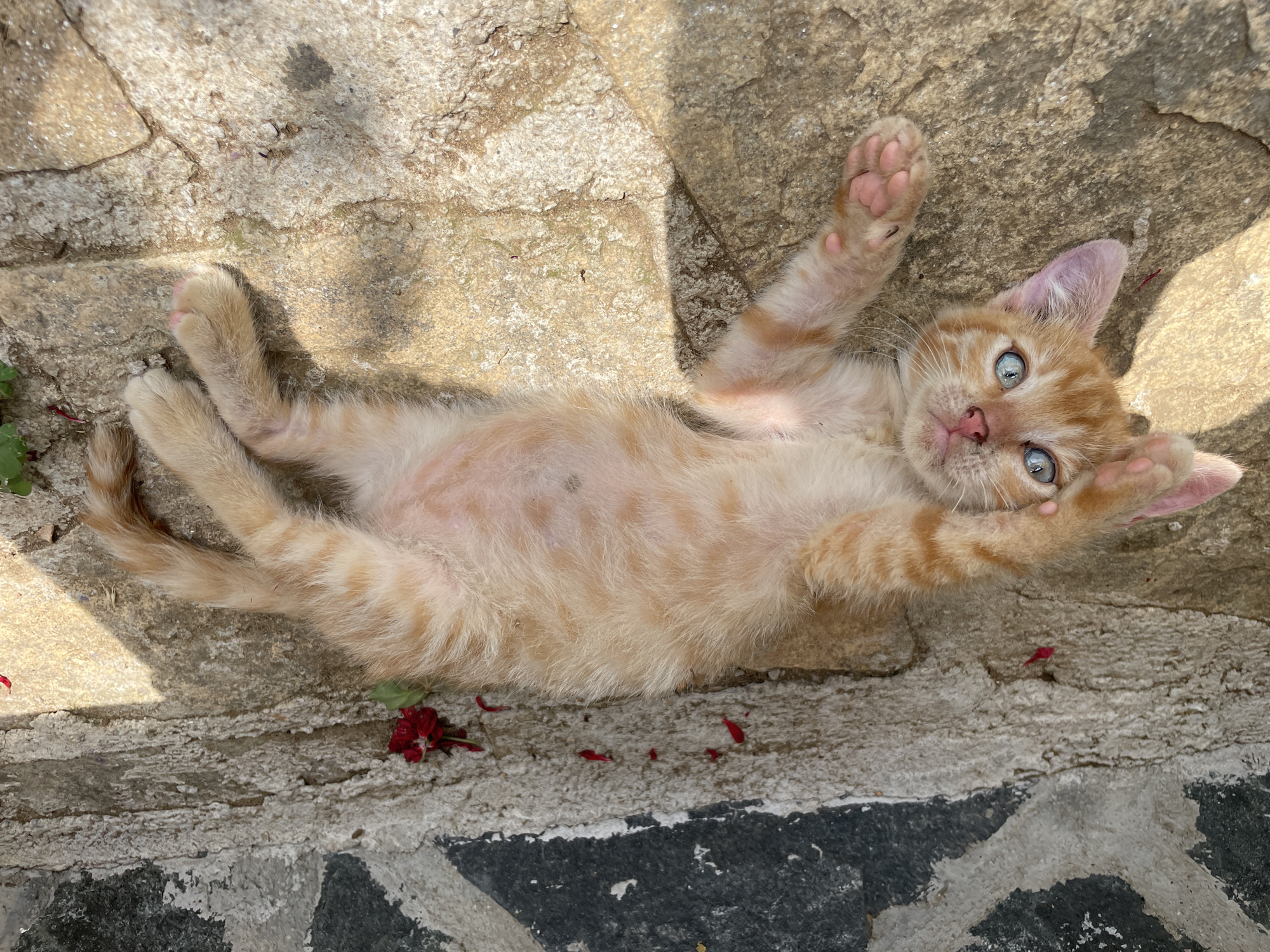A lazy afternoon with farm animals in Zlatograd, Bulgaria