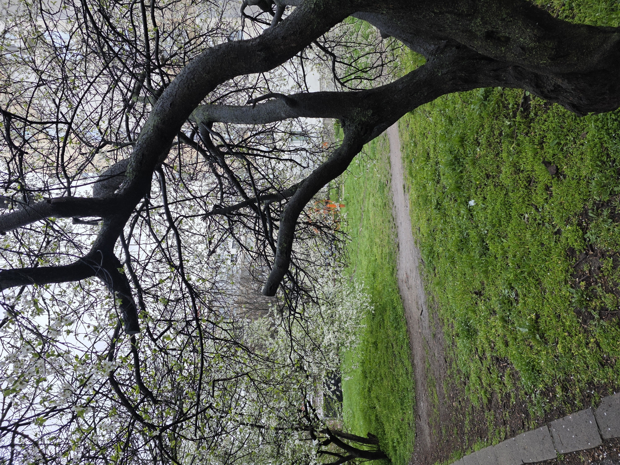 Spring park scene captured in Sofia with blossoming trees