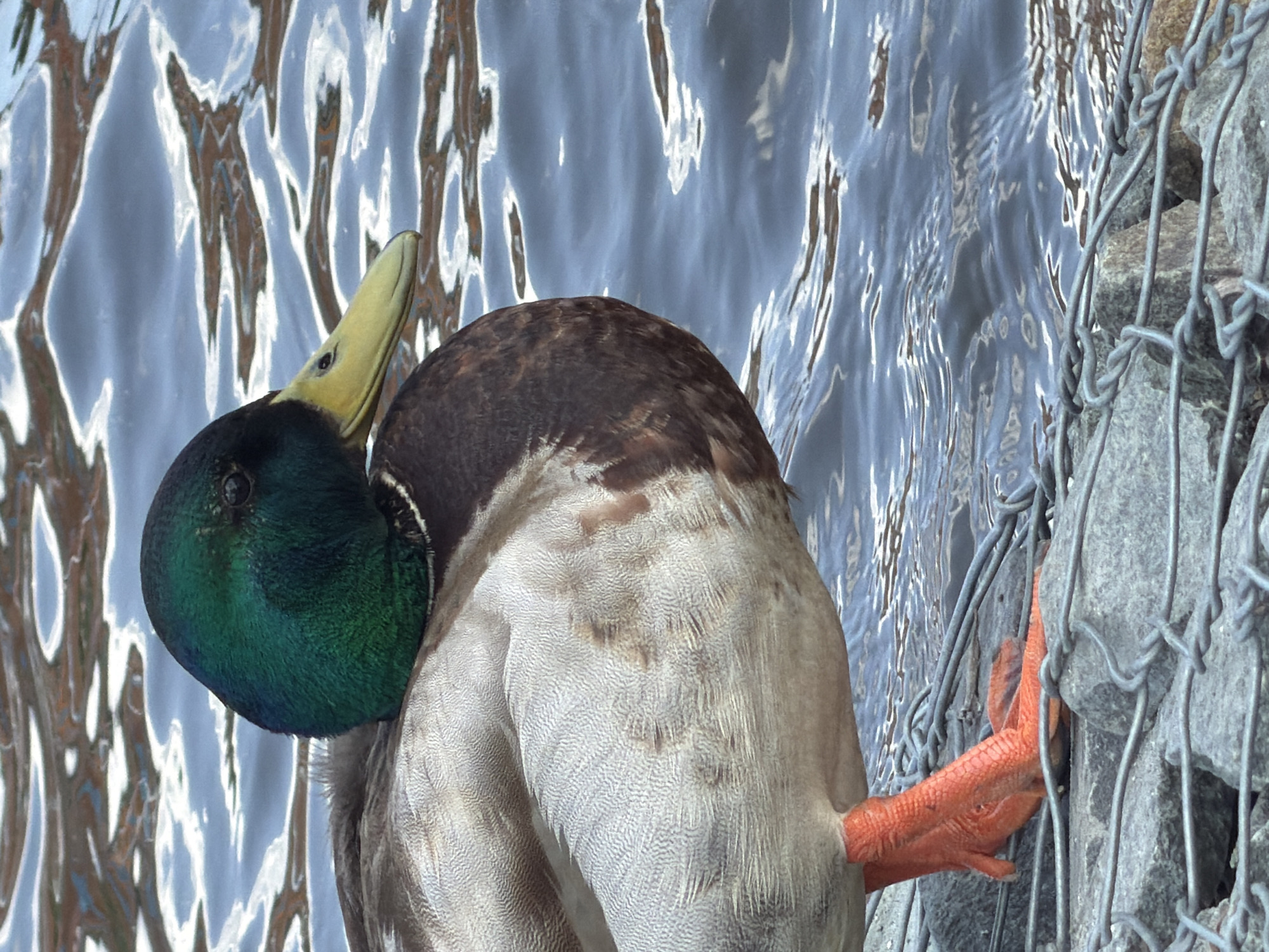 Mallard duck preening captured at Votkinsk waterfront on sunny morning