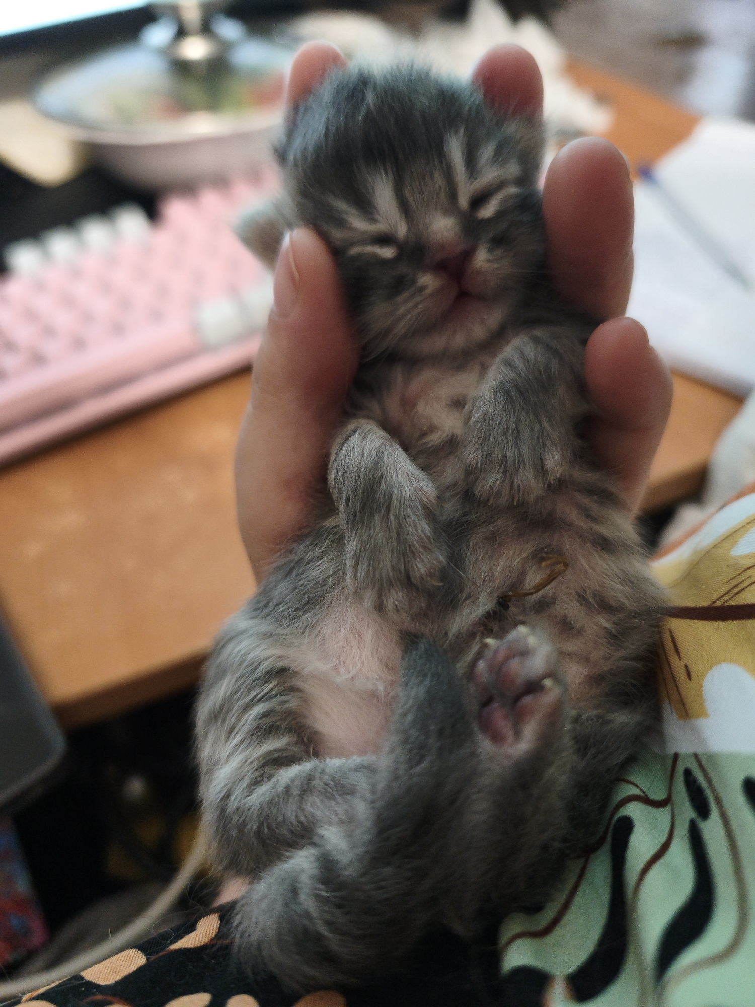 Newborn tabby kitten, days old, held and sleeping