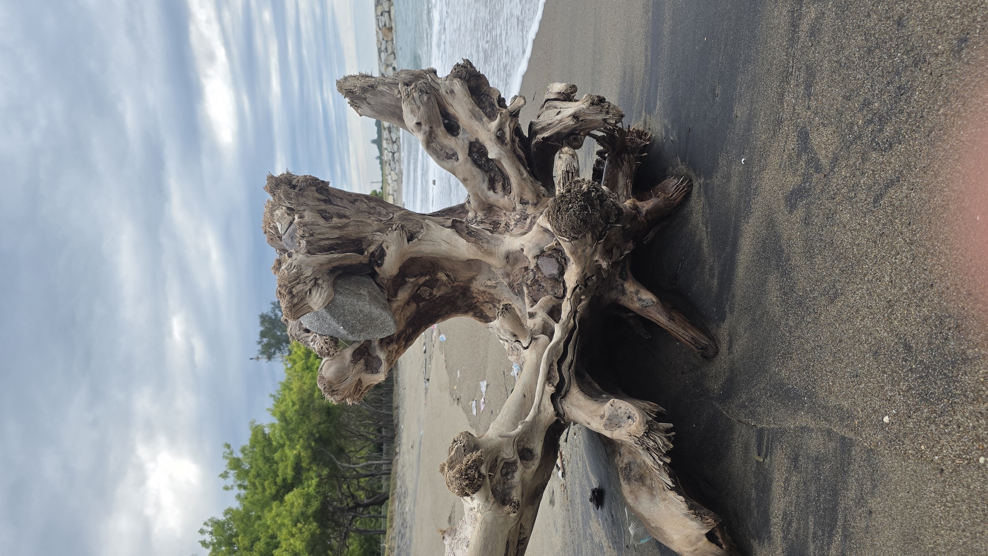 Beach documentation captures driftwood, debris, wildlife in Lhokseumawe
