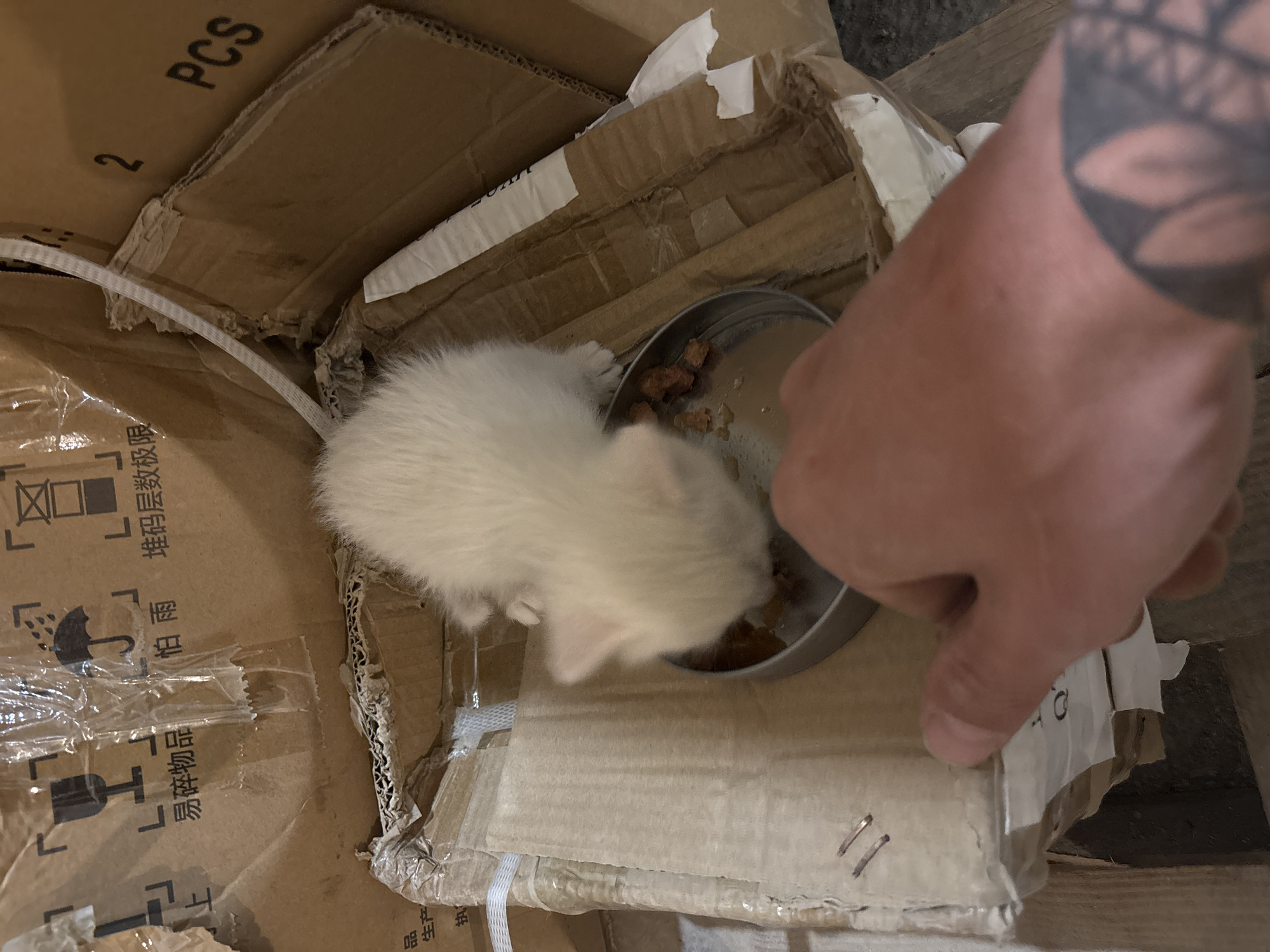 White kitten fed and petted in Tivat warehouse setting