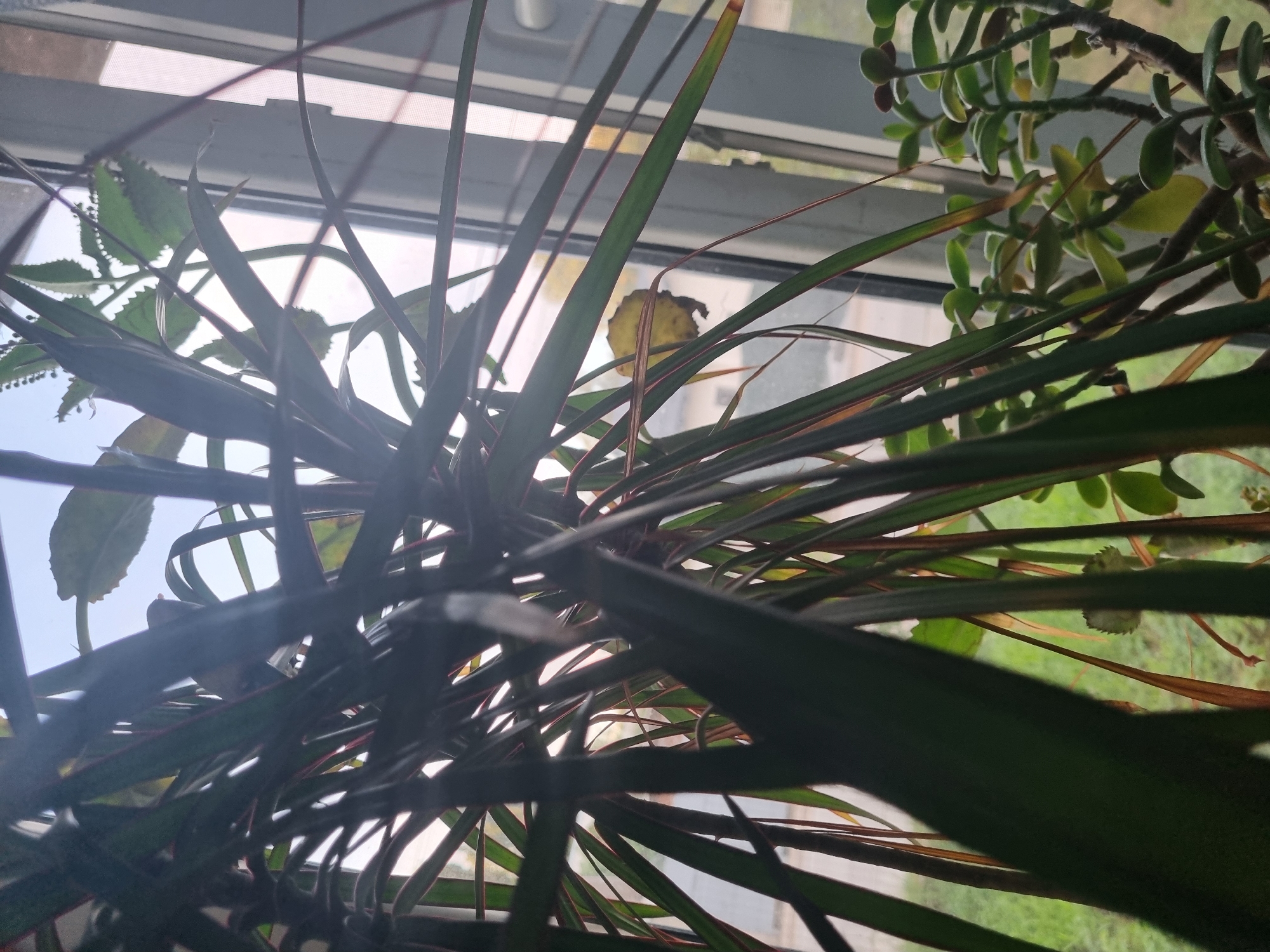Backyard plants, cloudy skies, and anime art from one afternoon