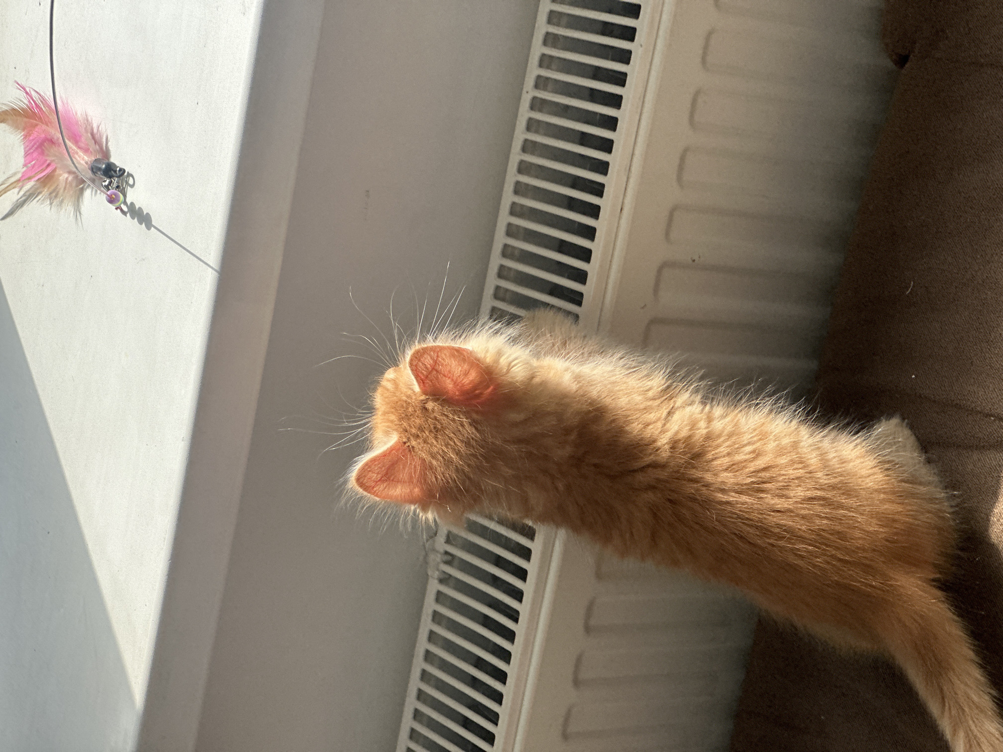 Orange kitten plays near radiator in sunlit Moscow apartment
