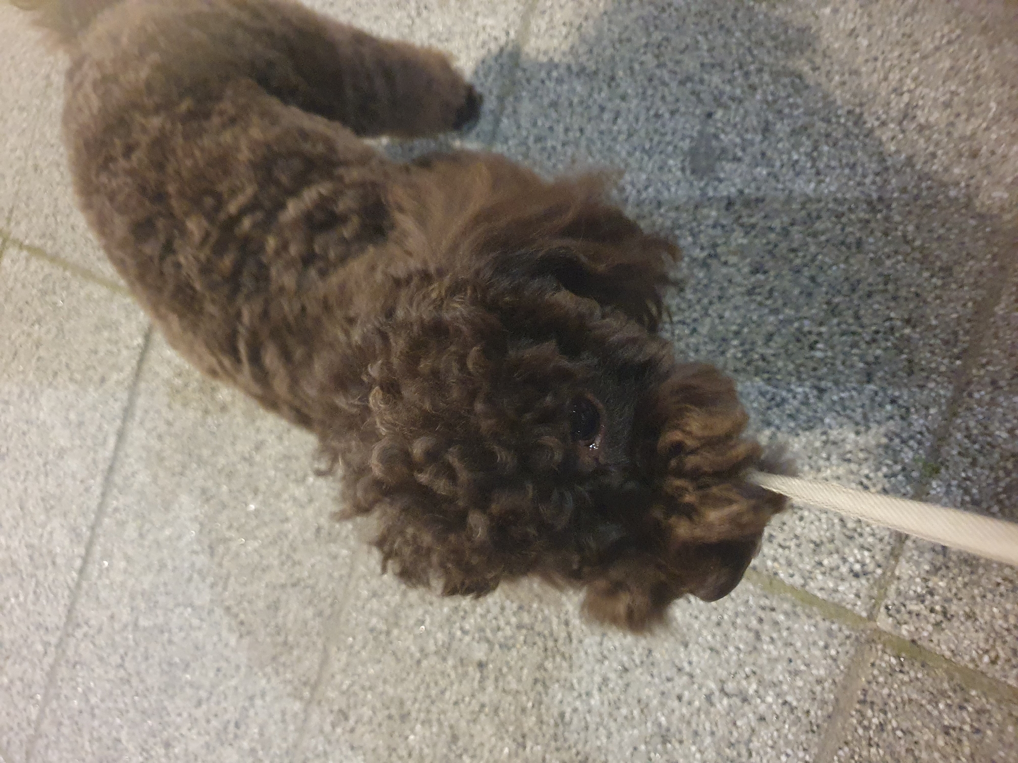 Brown poodle holds own leash on Plovdiv sidewalk