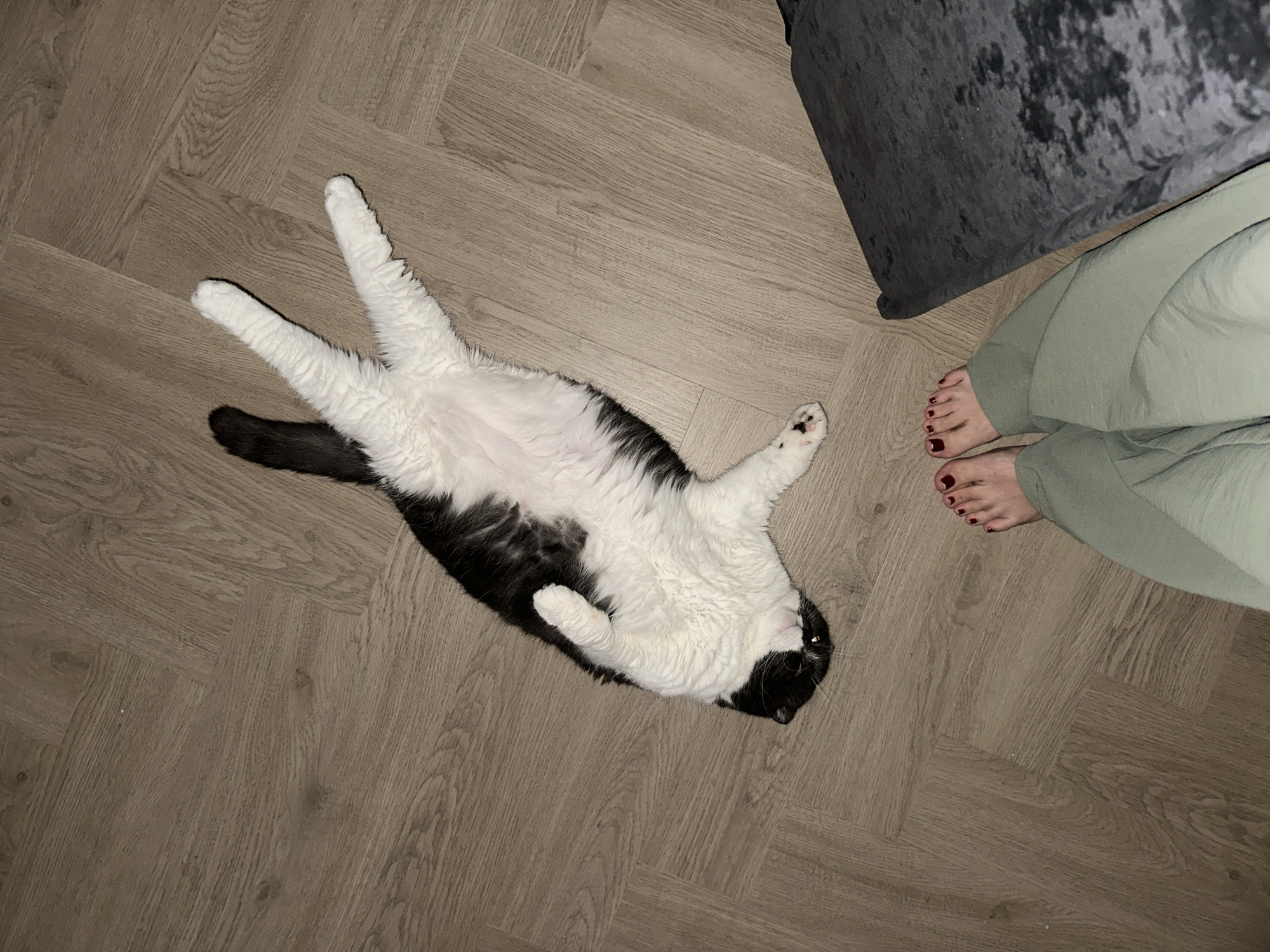 Cat rests on back on floor in Kharnavy