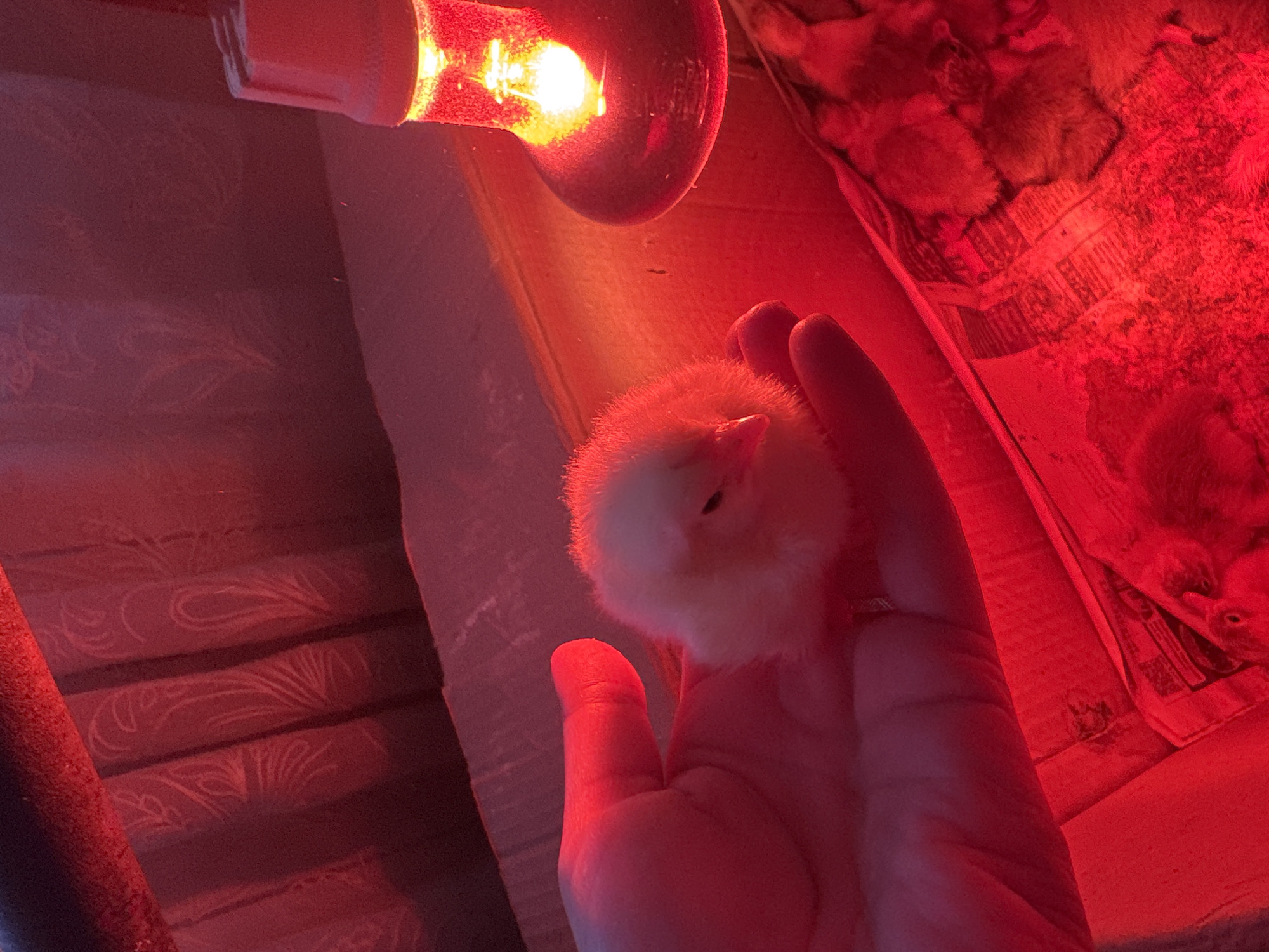 Rural Russian town documents daily life with baby birds