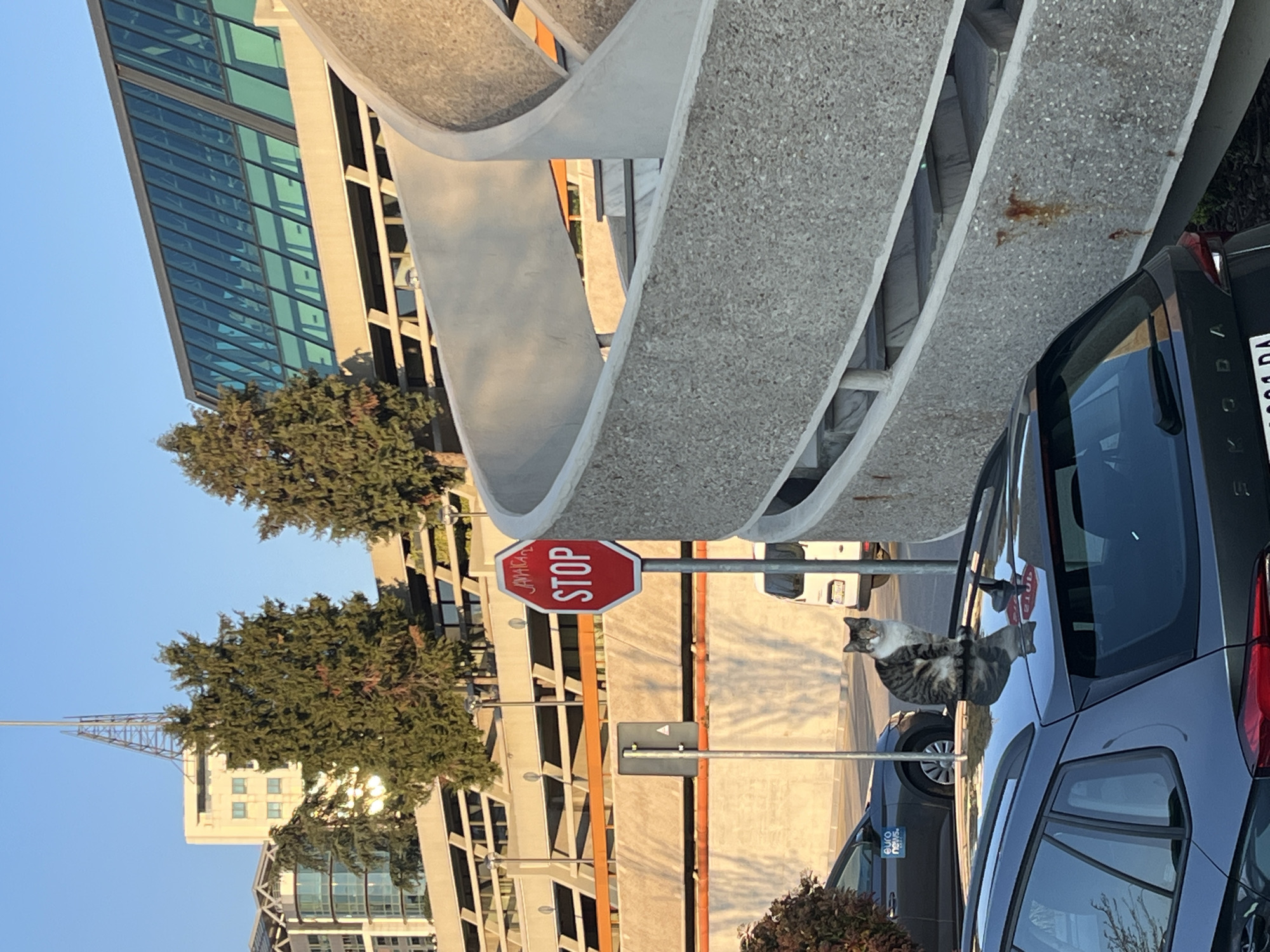 Cat spotted on car roof in Belgrade neighborhood