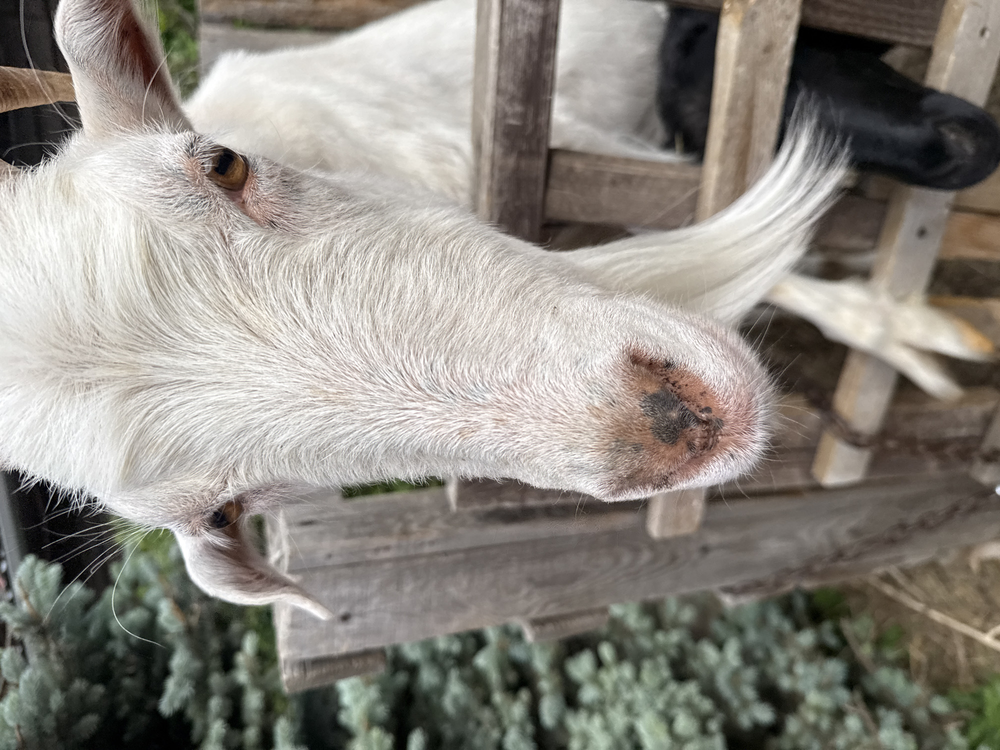 Visitor documents farm animals and warning signs during petting zoo visit