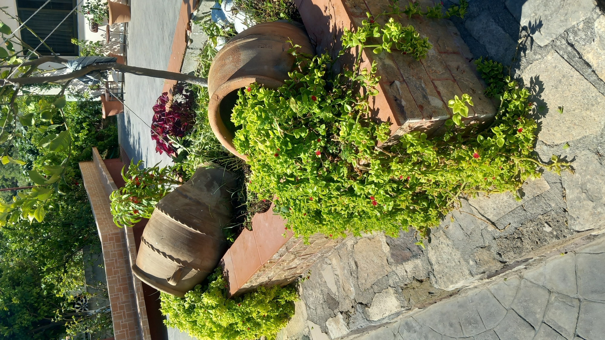 Platani village gardens and streets on a bright summer morning