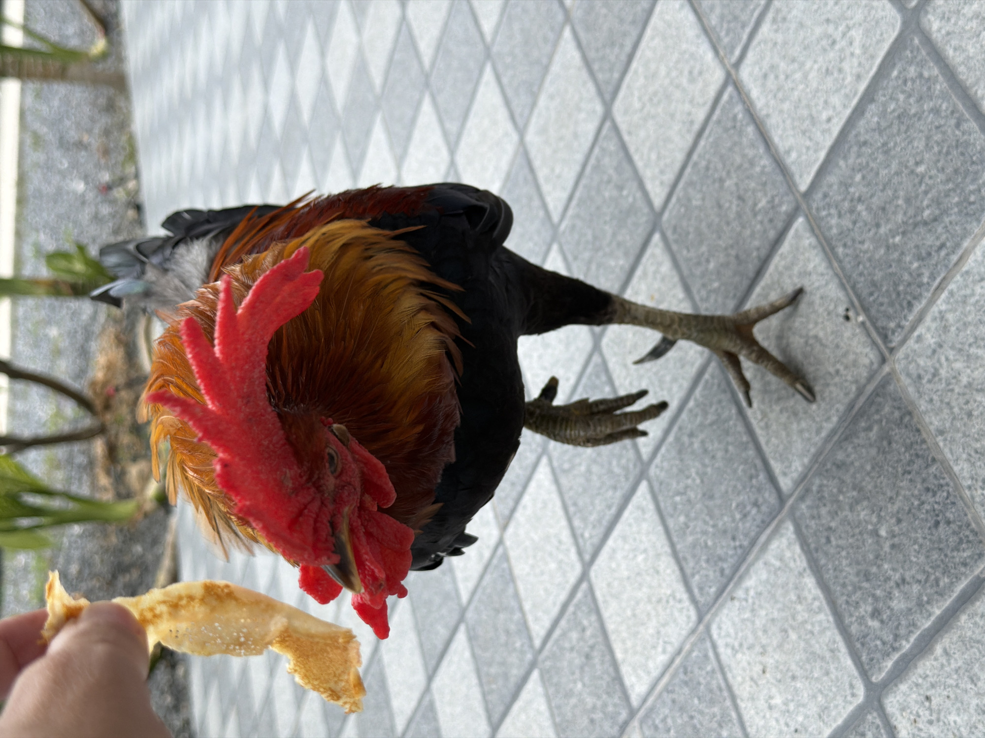 Slow tropical breakfast in Baan Bo Phut, complete with a rooster