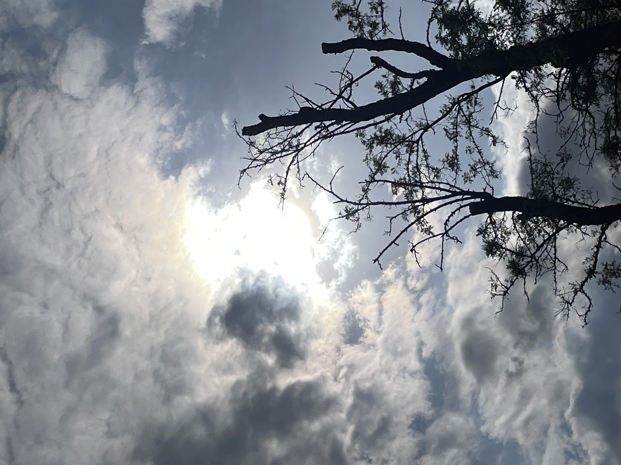 Cloudy sky with filtered sunlight observed through trees