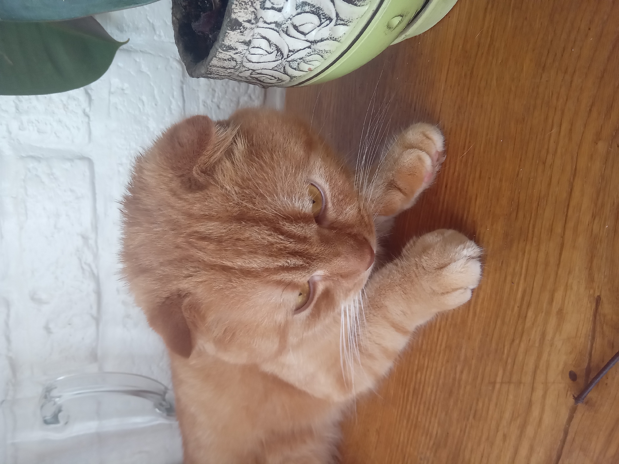 Folded-ear tabby cat relaxing on a wooden surface in Terebovlia