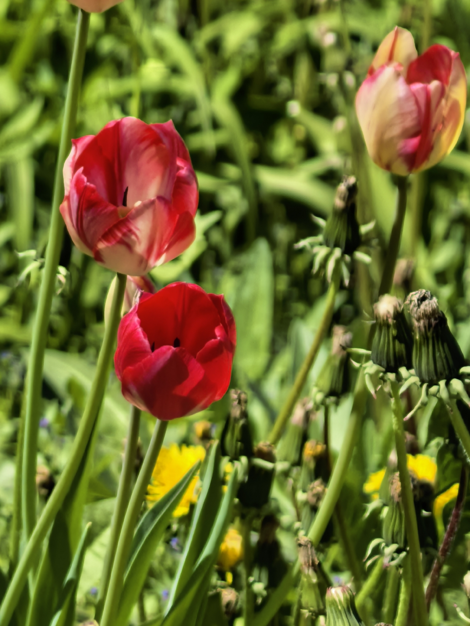 Spring blooms and everyday moments documented in Sterlitamak, Russia