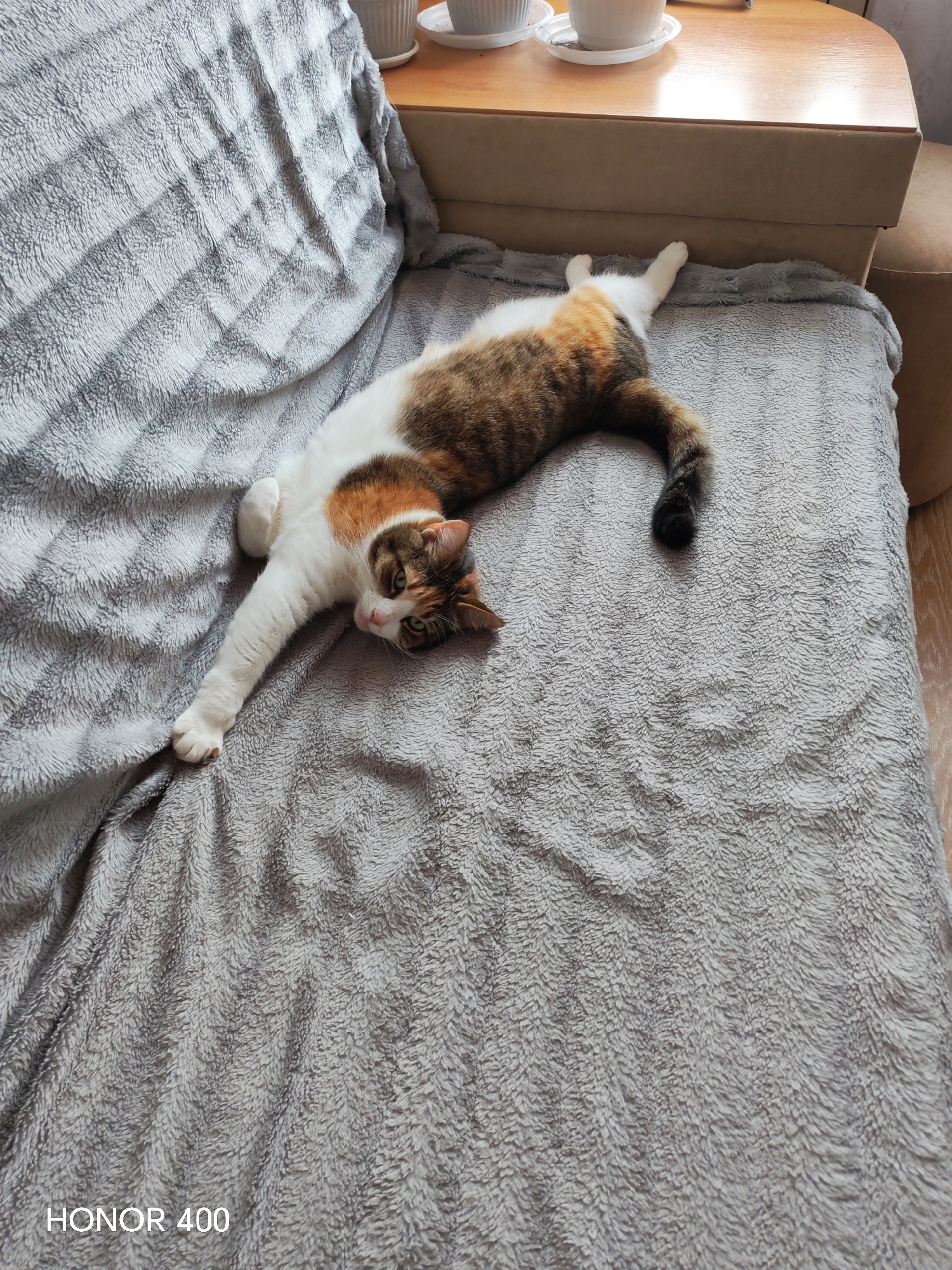 Cat and dog coexist quietly in a Mahilyow apartment