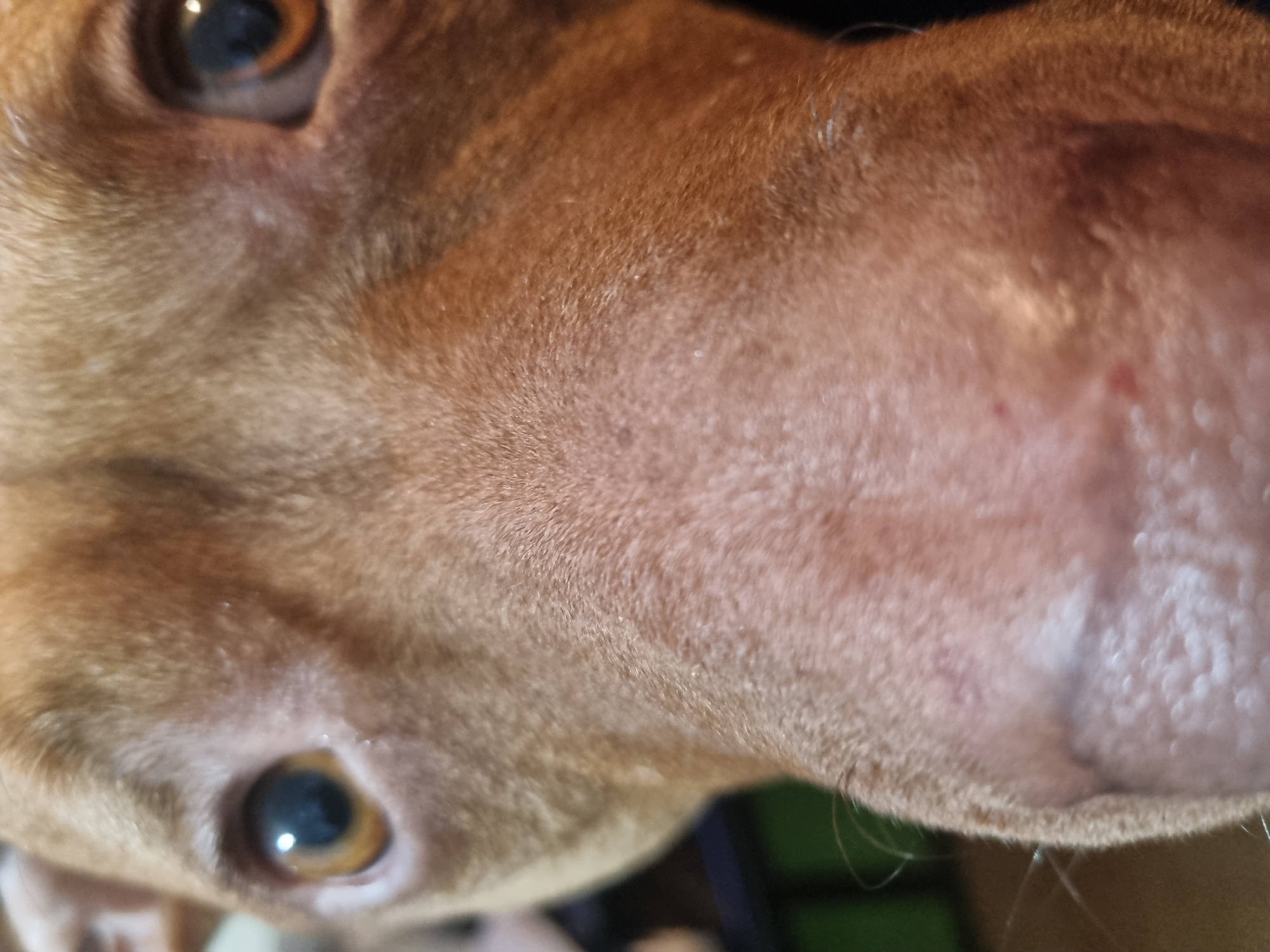 Brown dog photographed multiple times over 18-minute span