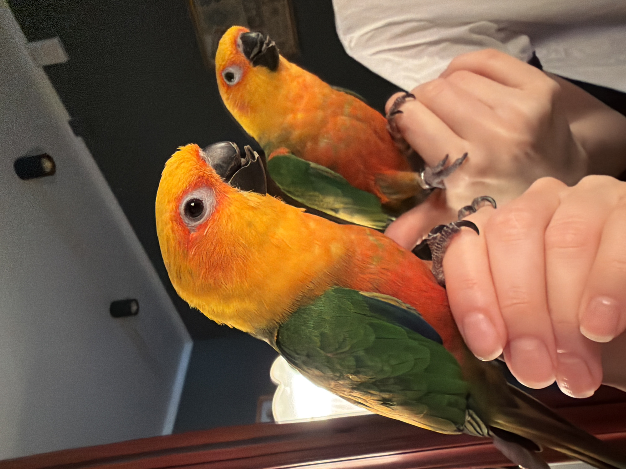 Sun conure parrots interact with children in Khimki home