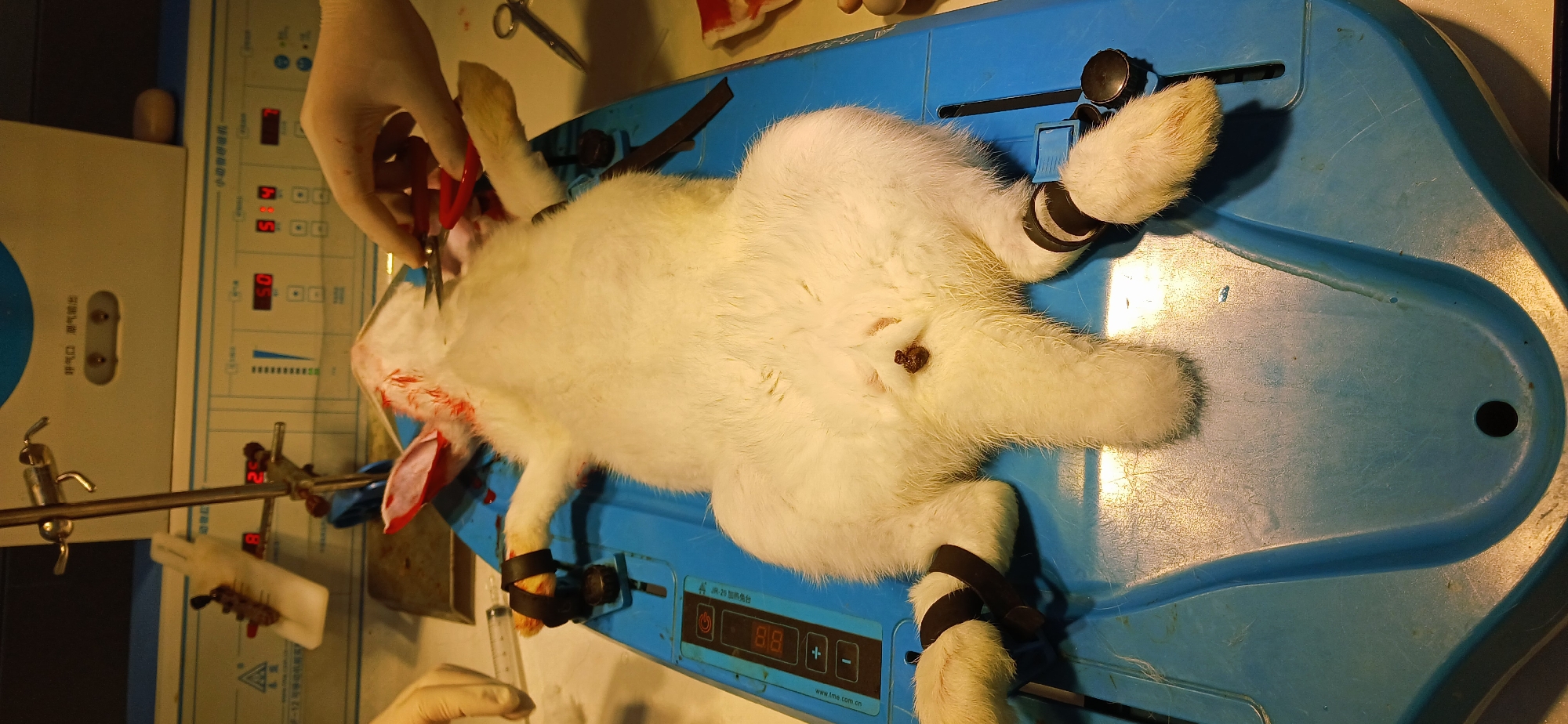 Laboratory procedure involving rabbit observed in Chongqing research facility