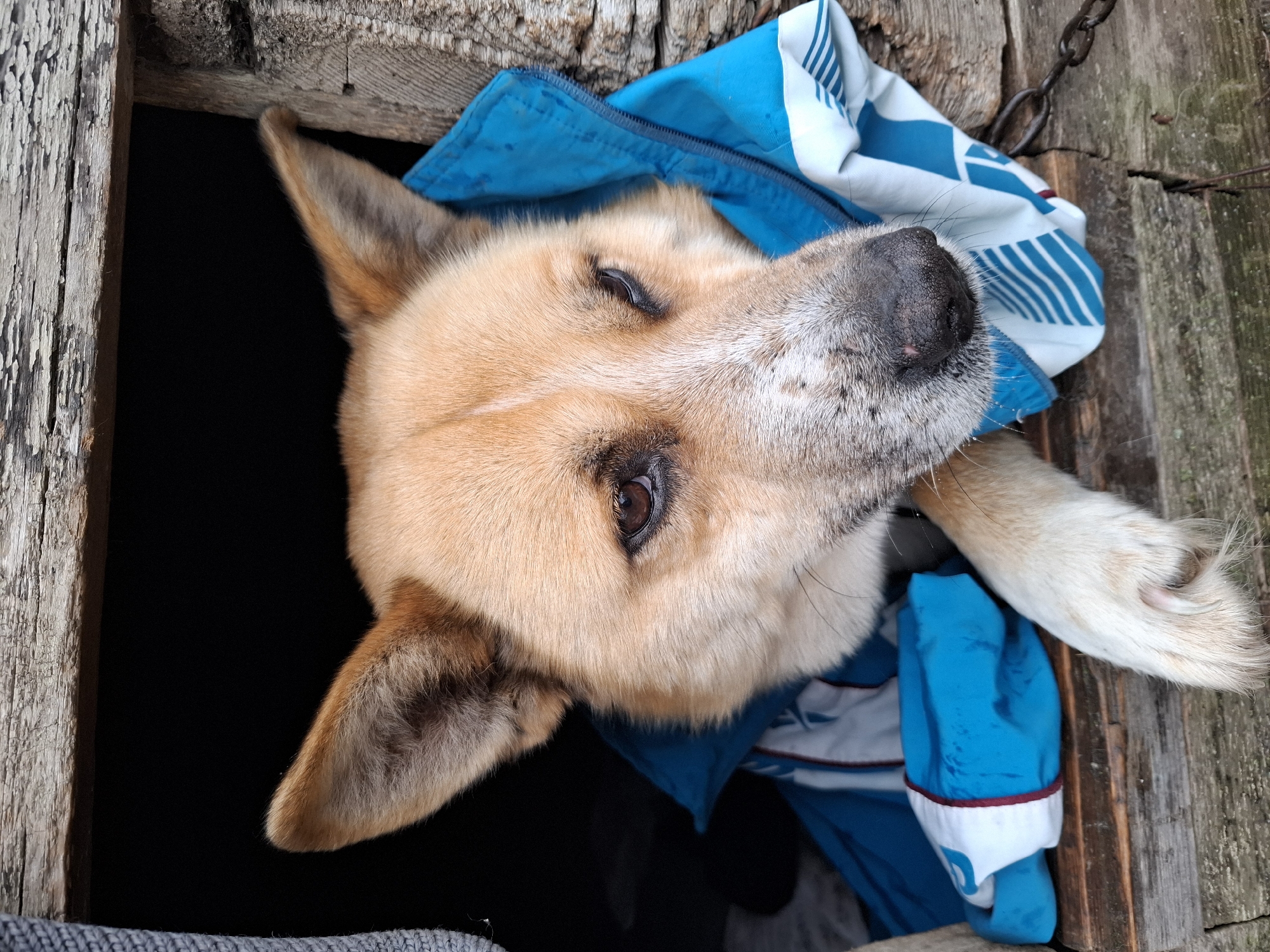 Dog in blue jacket sleeps in wooden shelter