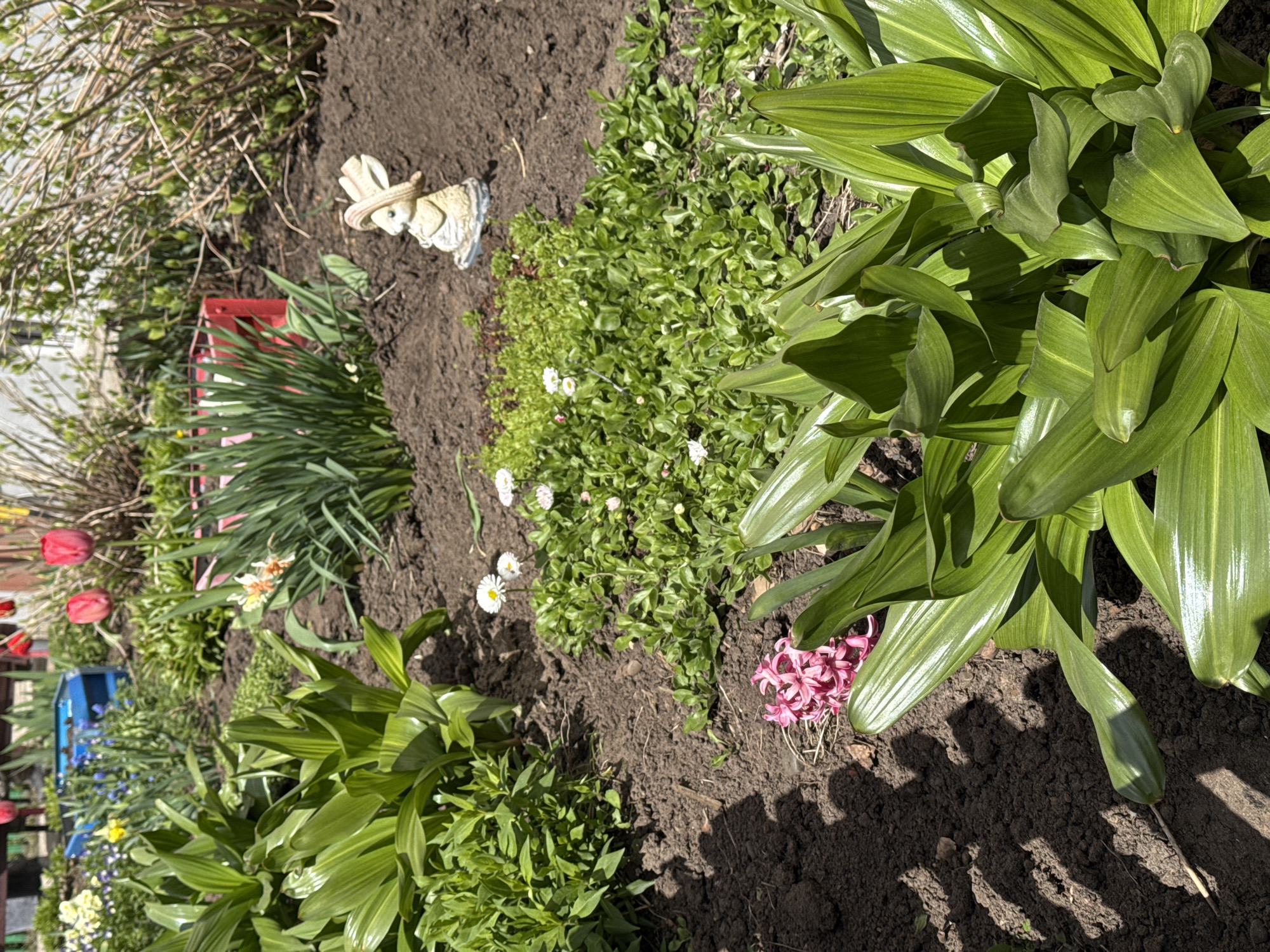 Spring garden blooms and cat spotted in Chaikovsky, Russia
