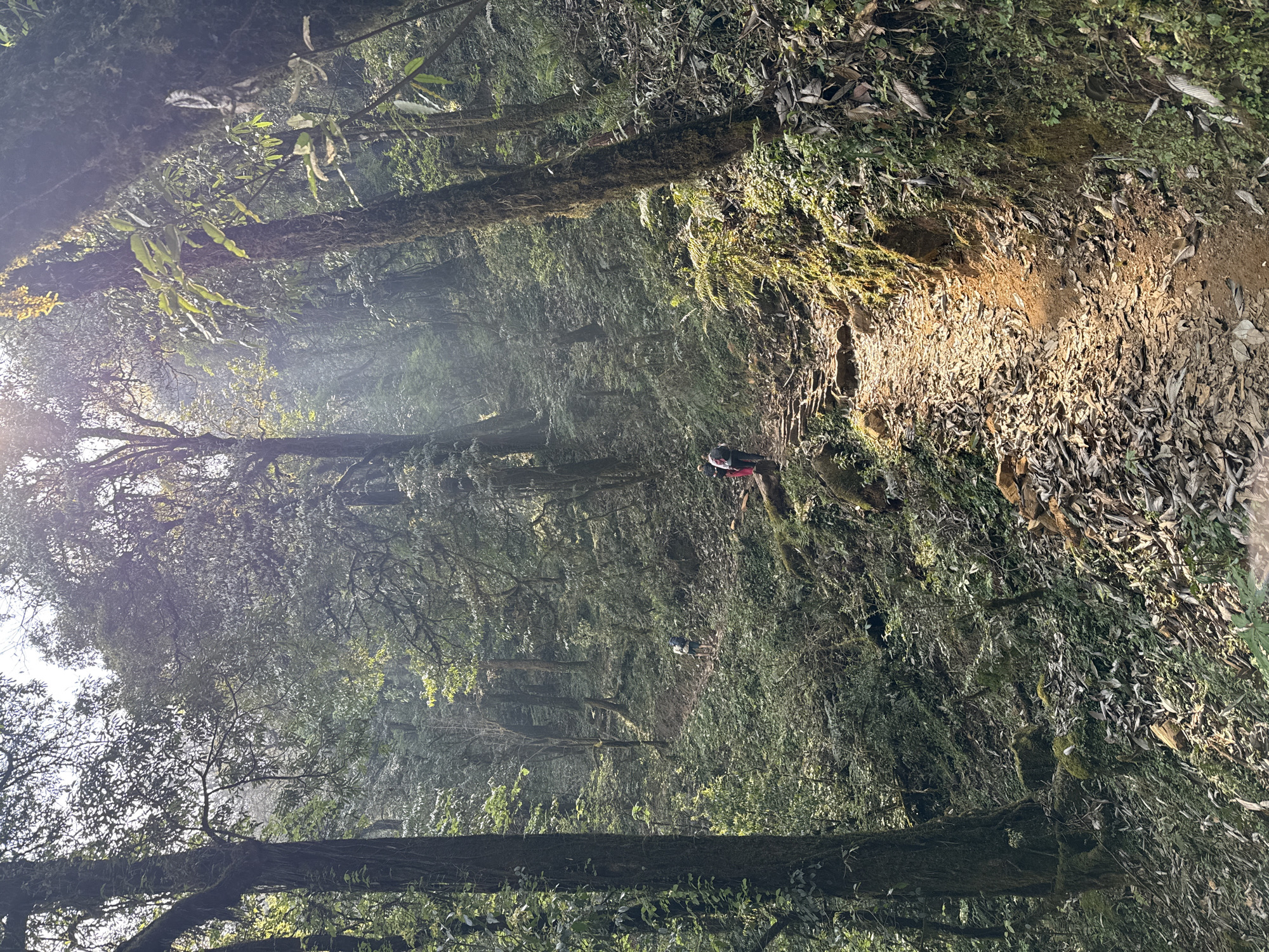 Person walks forest trail in Nepal village early morning