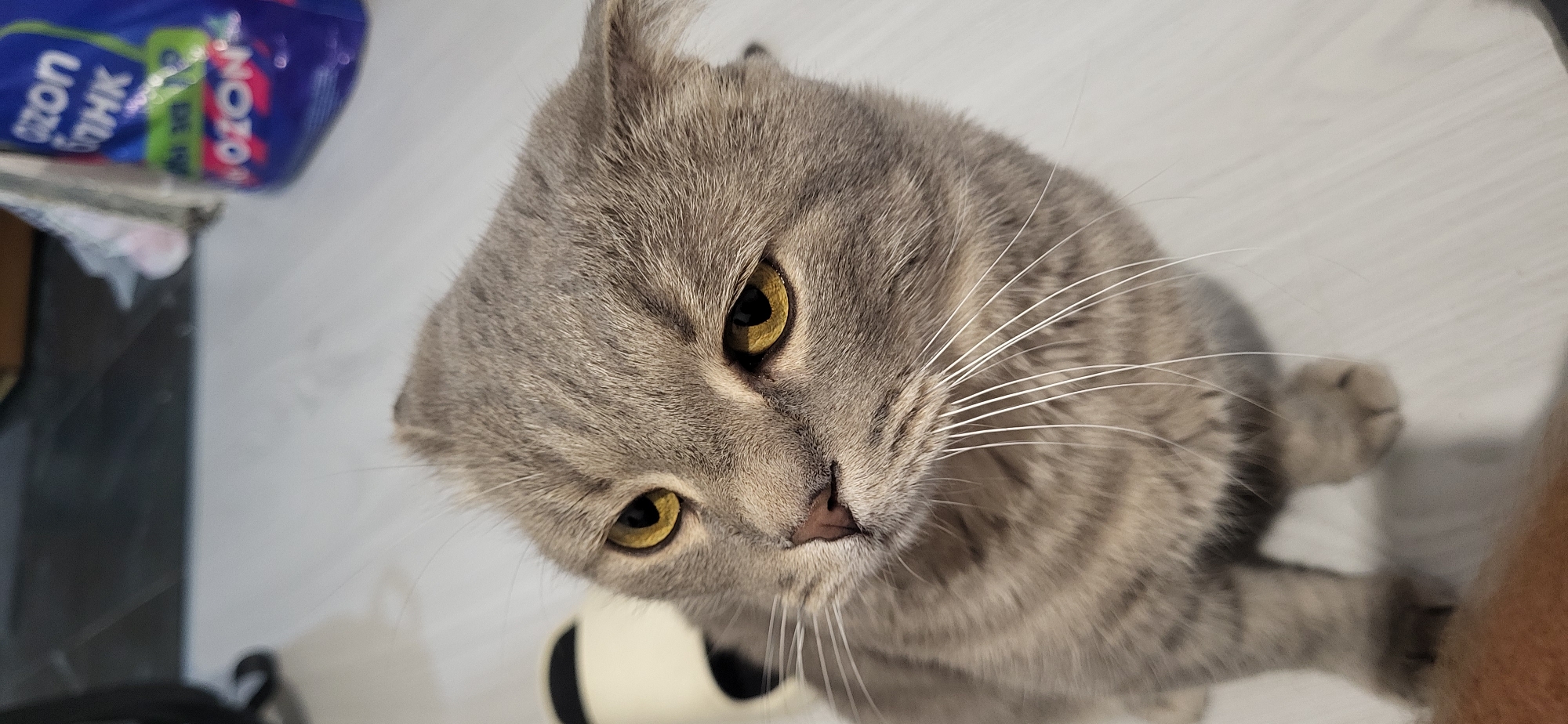 Grey tabby cat relaxing on a wooden floor at home