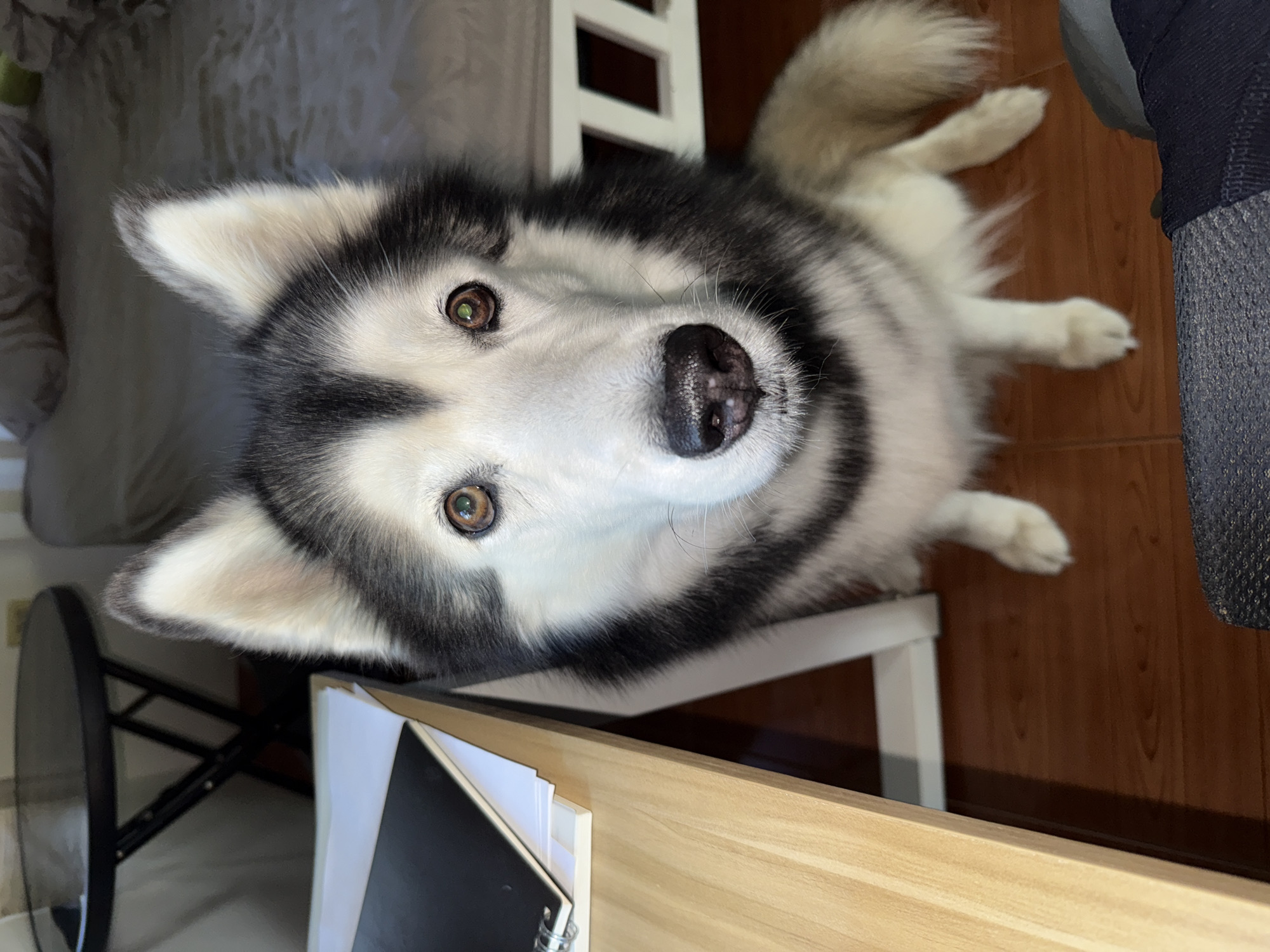 Husky chills at a Chalong home, plus local street details