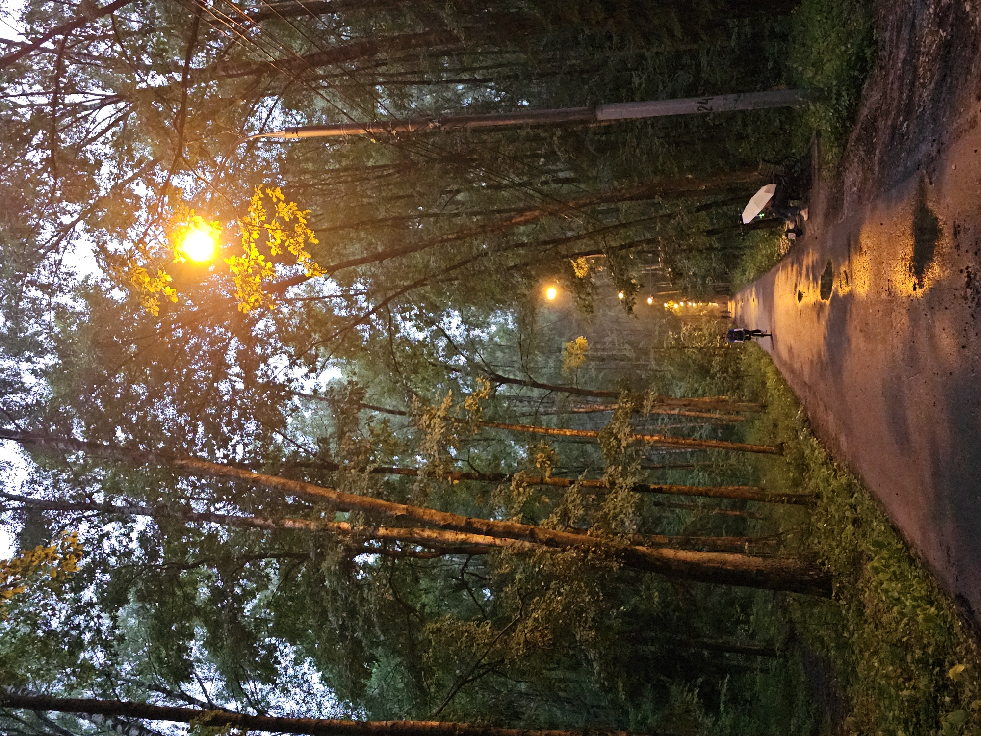 Rainy evening walk through a streetlit forest path near Moscow
