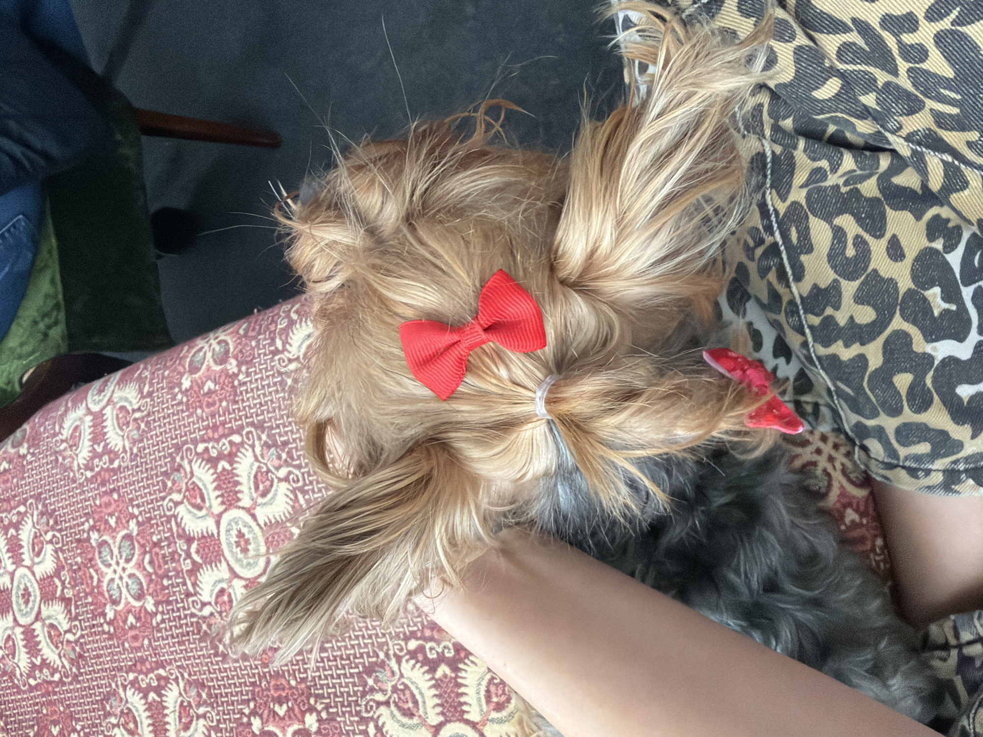 Dog with red bow enjoys petting session in Sofia