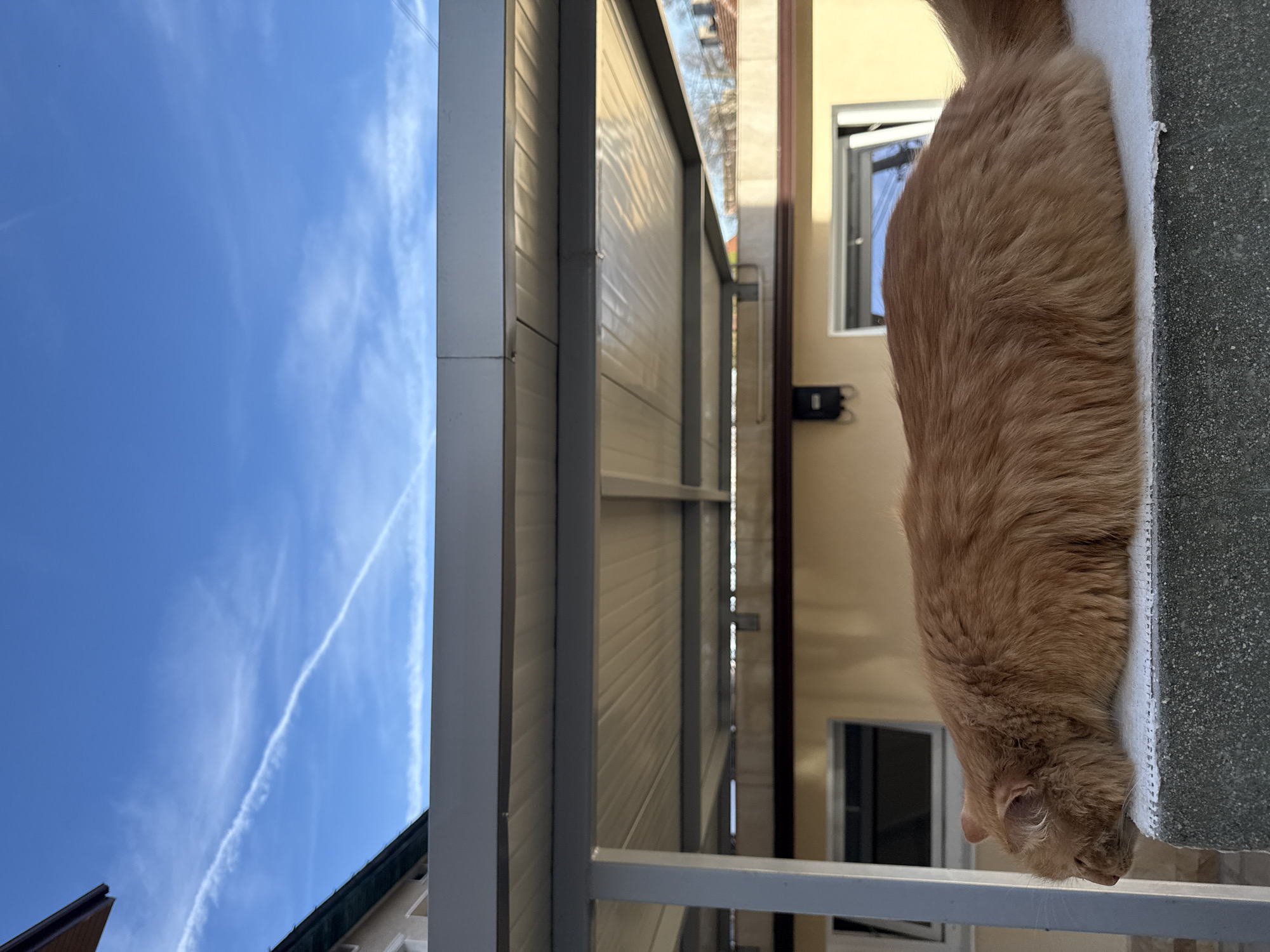 Everyday moments with pets and food documented in Berkovitsa