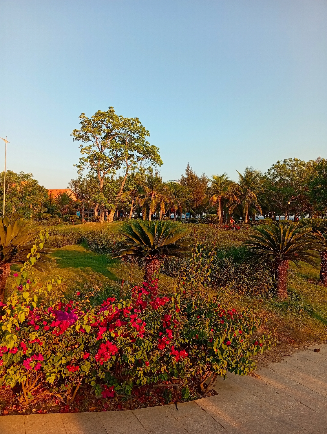 Golden hour lighting observed at Khánh Hải park, Vietnam