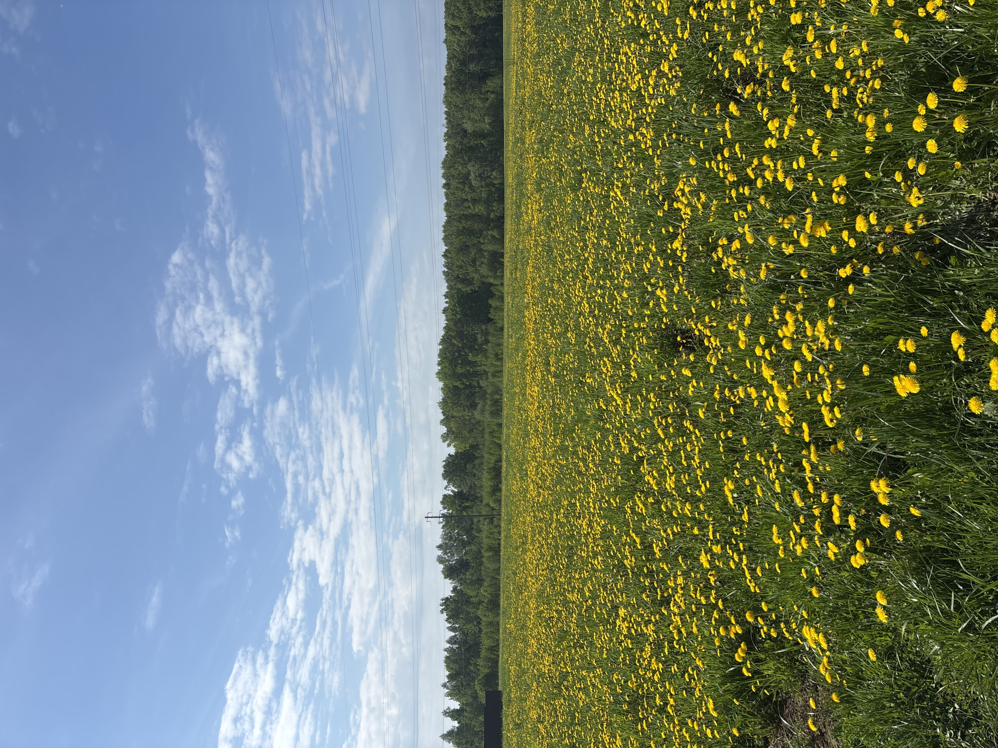 Dandelion field observed under cloudy skies near Раздолье, Russia