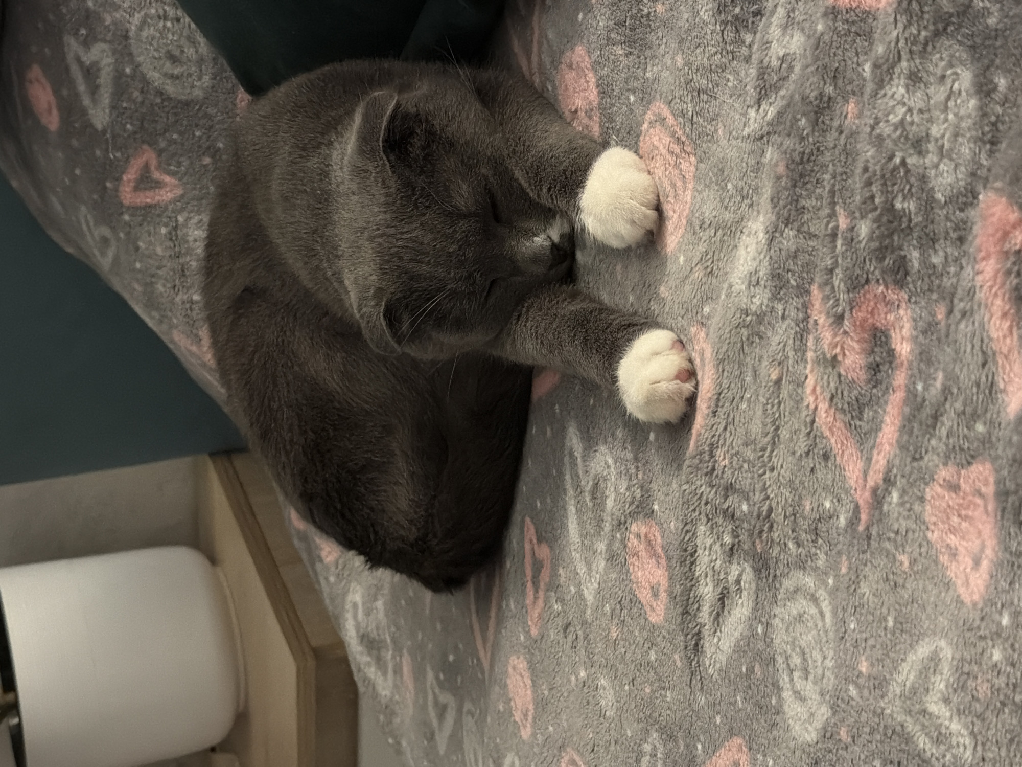 Woman and cats captured in cozy domestic moments