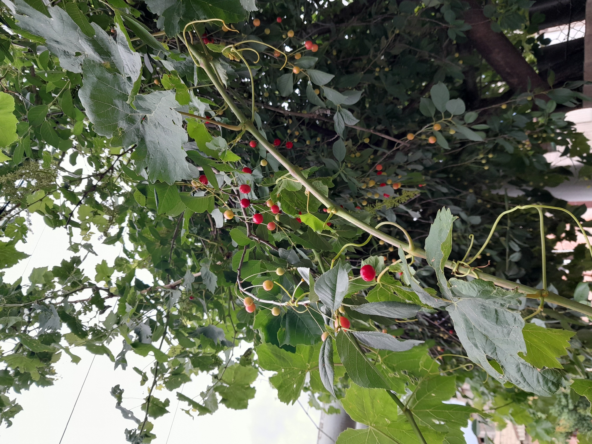 Garden harvest and flowers documented in Artashat, Armenia