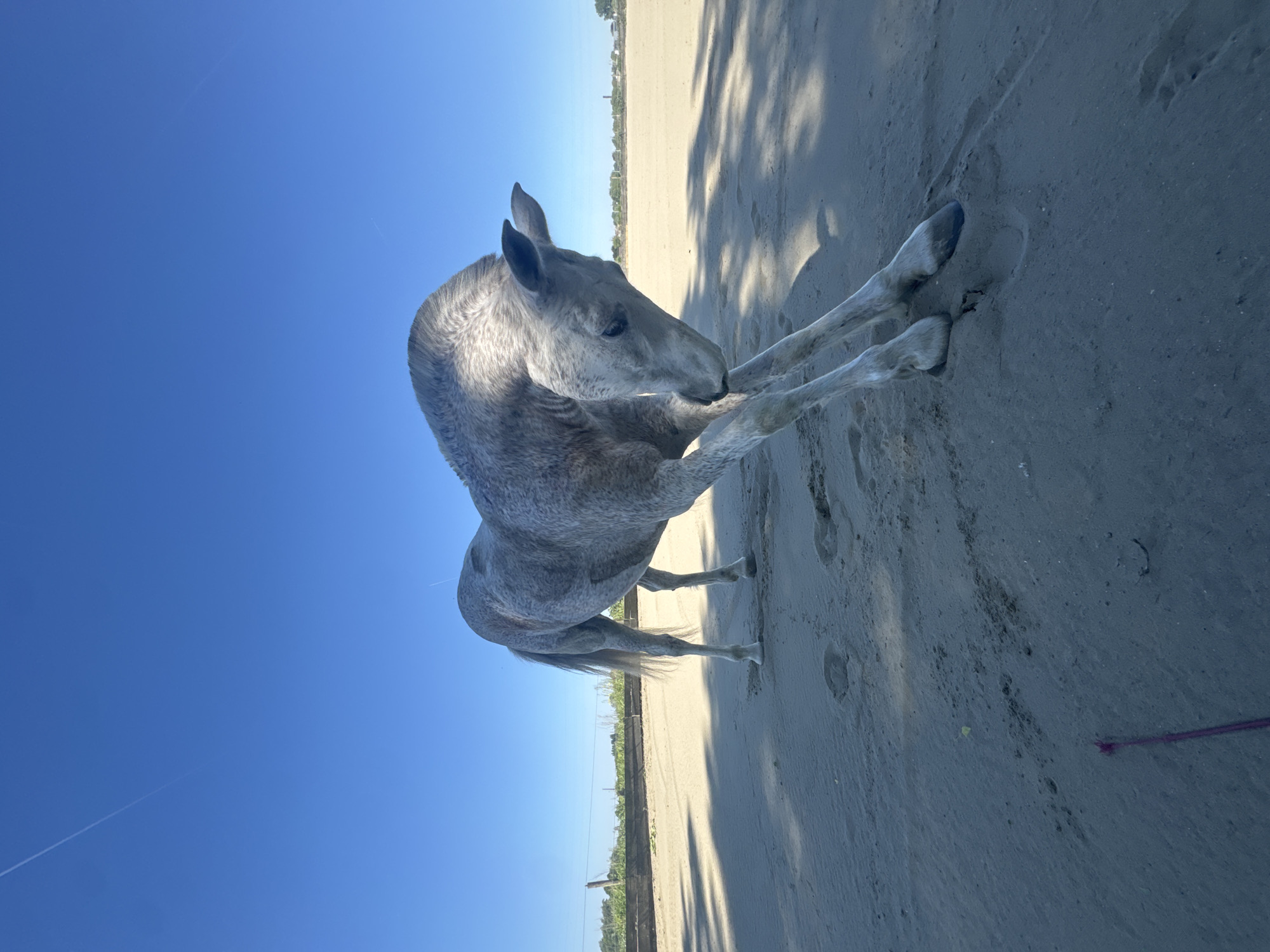 Grey horse observed in outdoor arena in Mouscron, Belgium