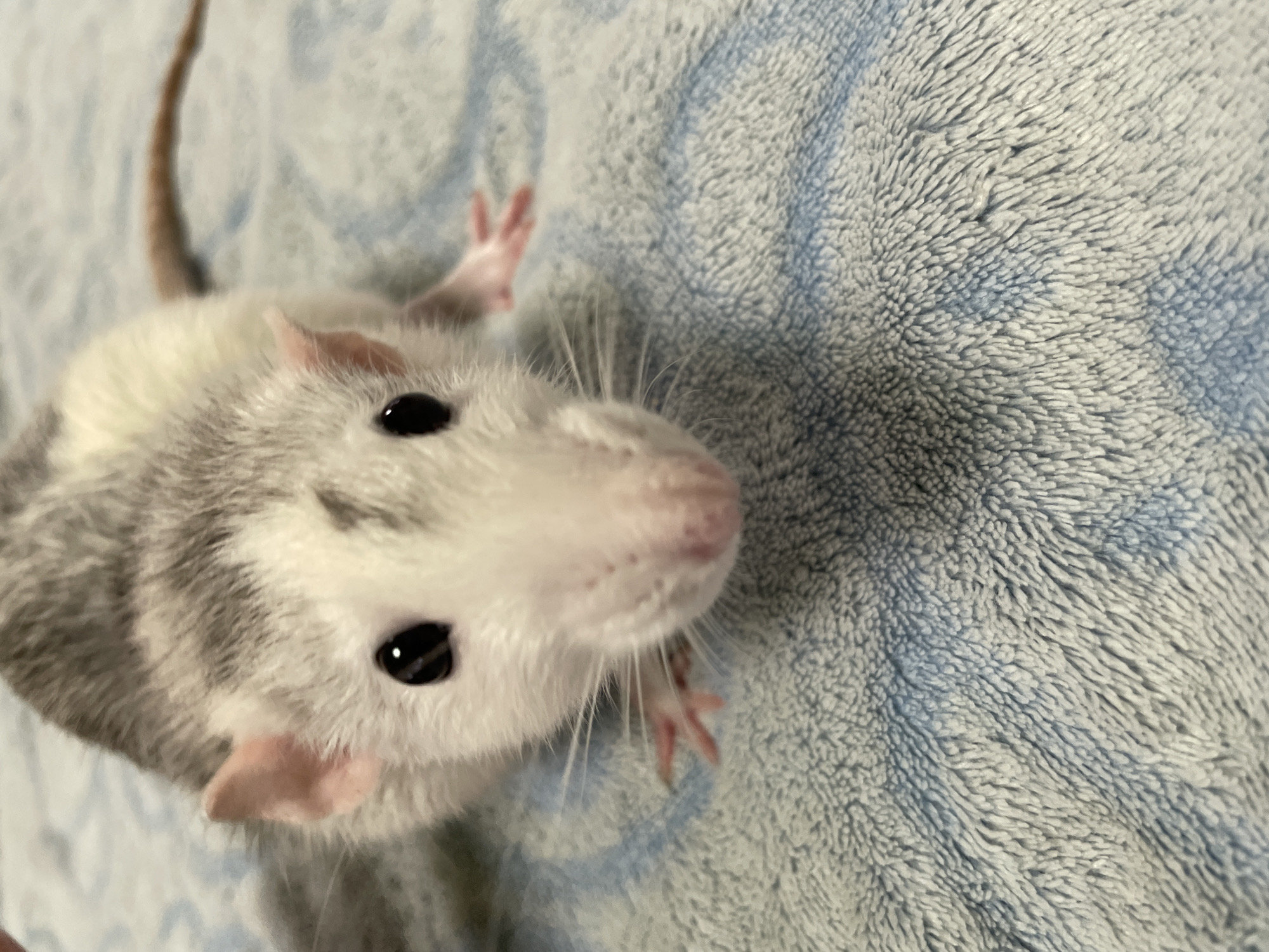 Three Surgut pets pose for close-up portraits in quick succession
