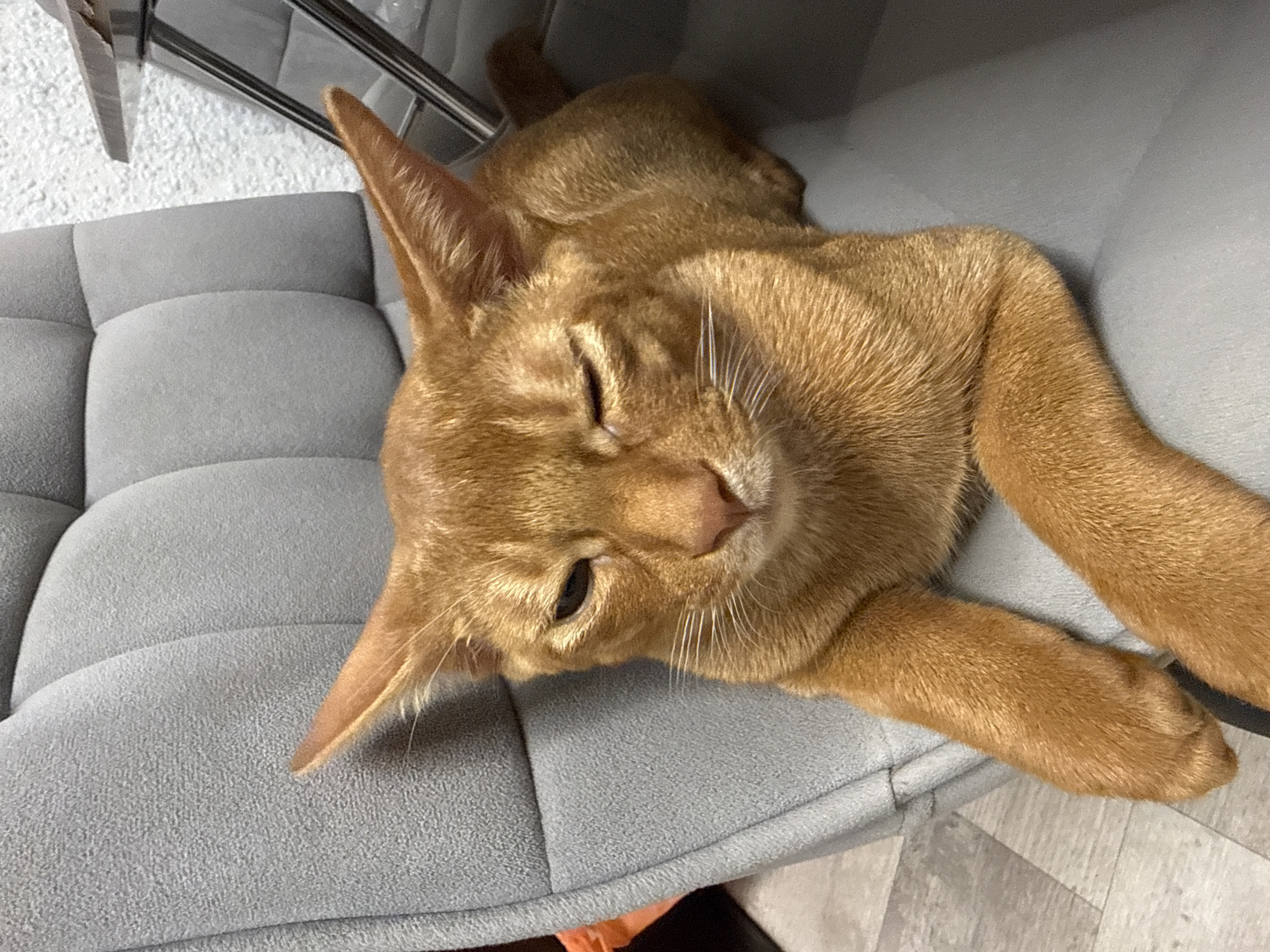 Ginger cat chills around a Stary Oskol apartment