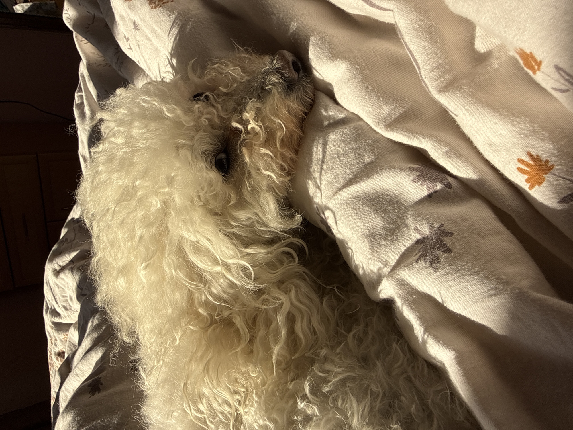 Small white dog sleeps on floral bedding in Yerevan