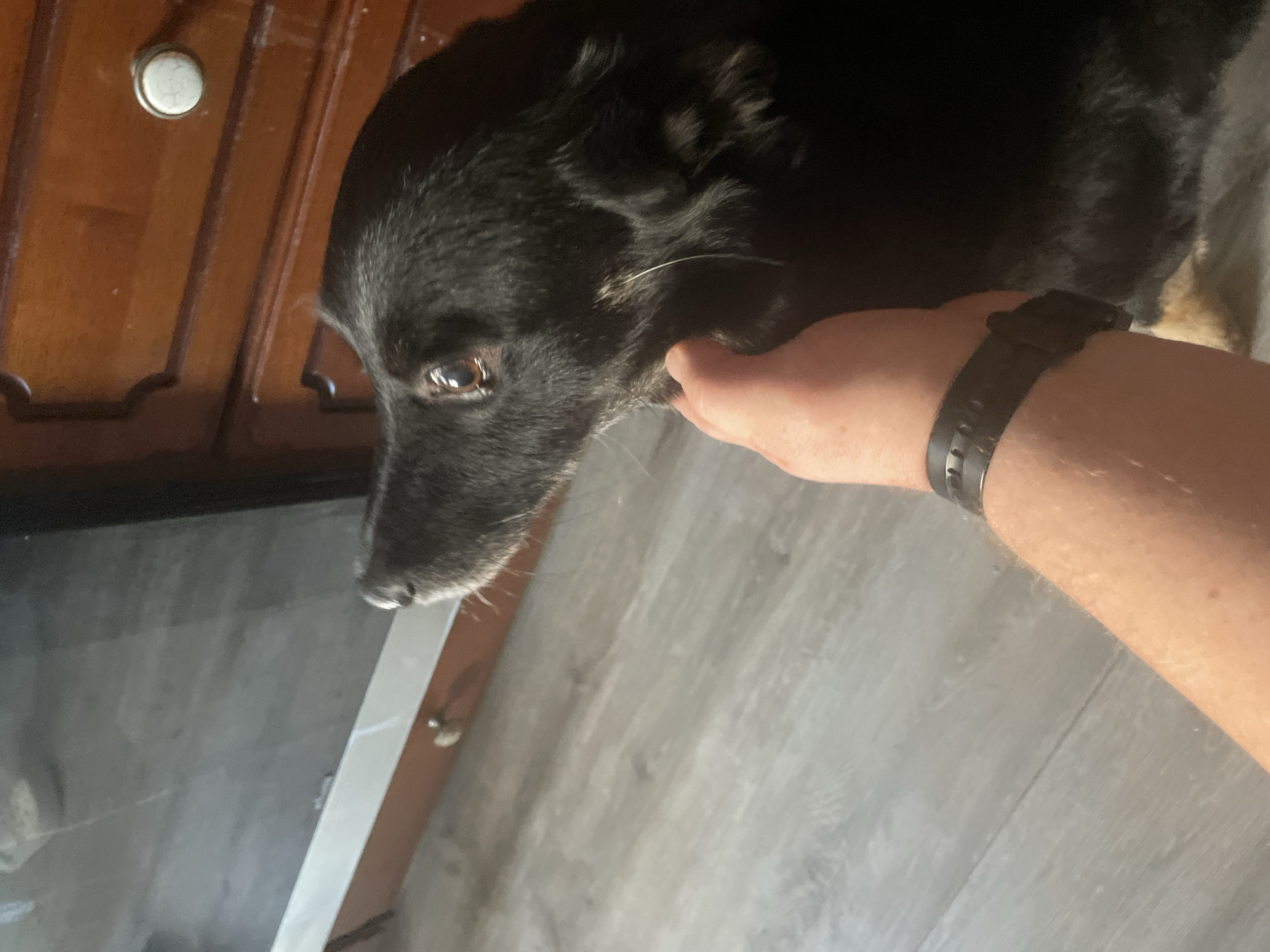 Dogs and cats at home in Moscow, doing very little.