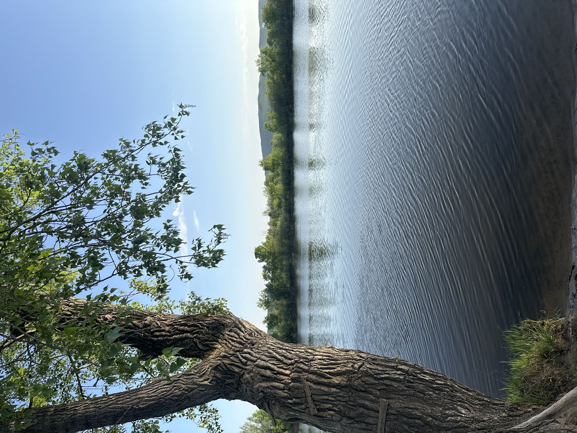 Peaceful waterside scene with tree branch documented by witness