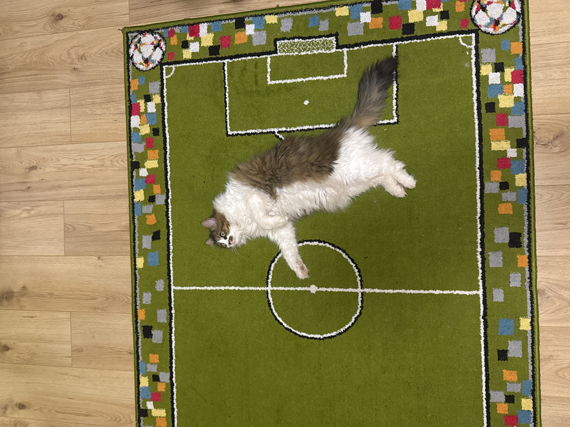 Cat plays on soccer rug in Sliven home