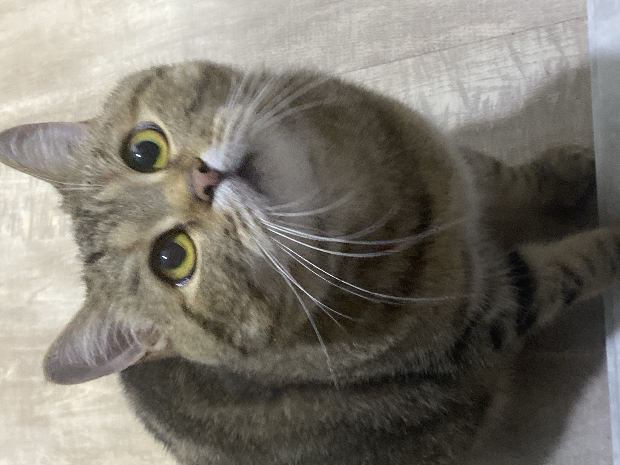 Tabby cat observed in various positions during indoor evening activity