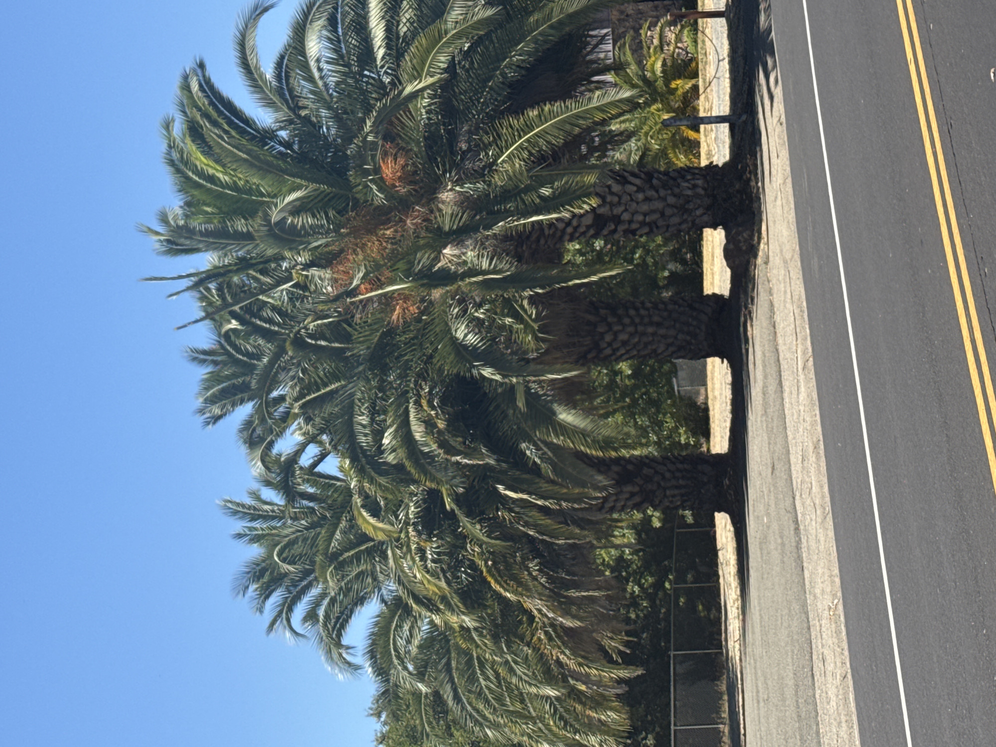 Citrus Heights, United States of America