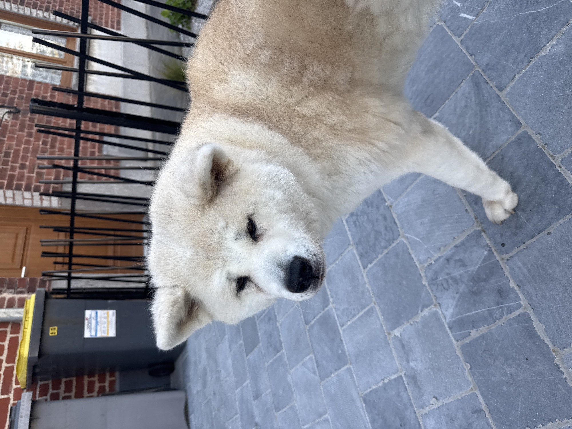 Akita dog spotted on pavers in Wattrelos, France