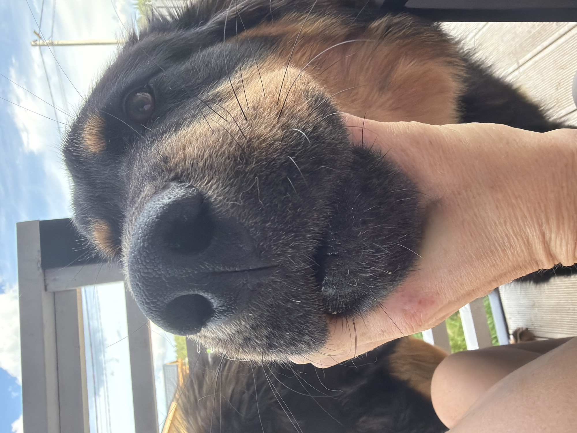 Close-up moments with a black and tan dog in Russia