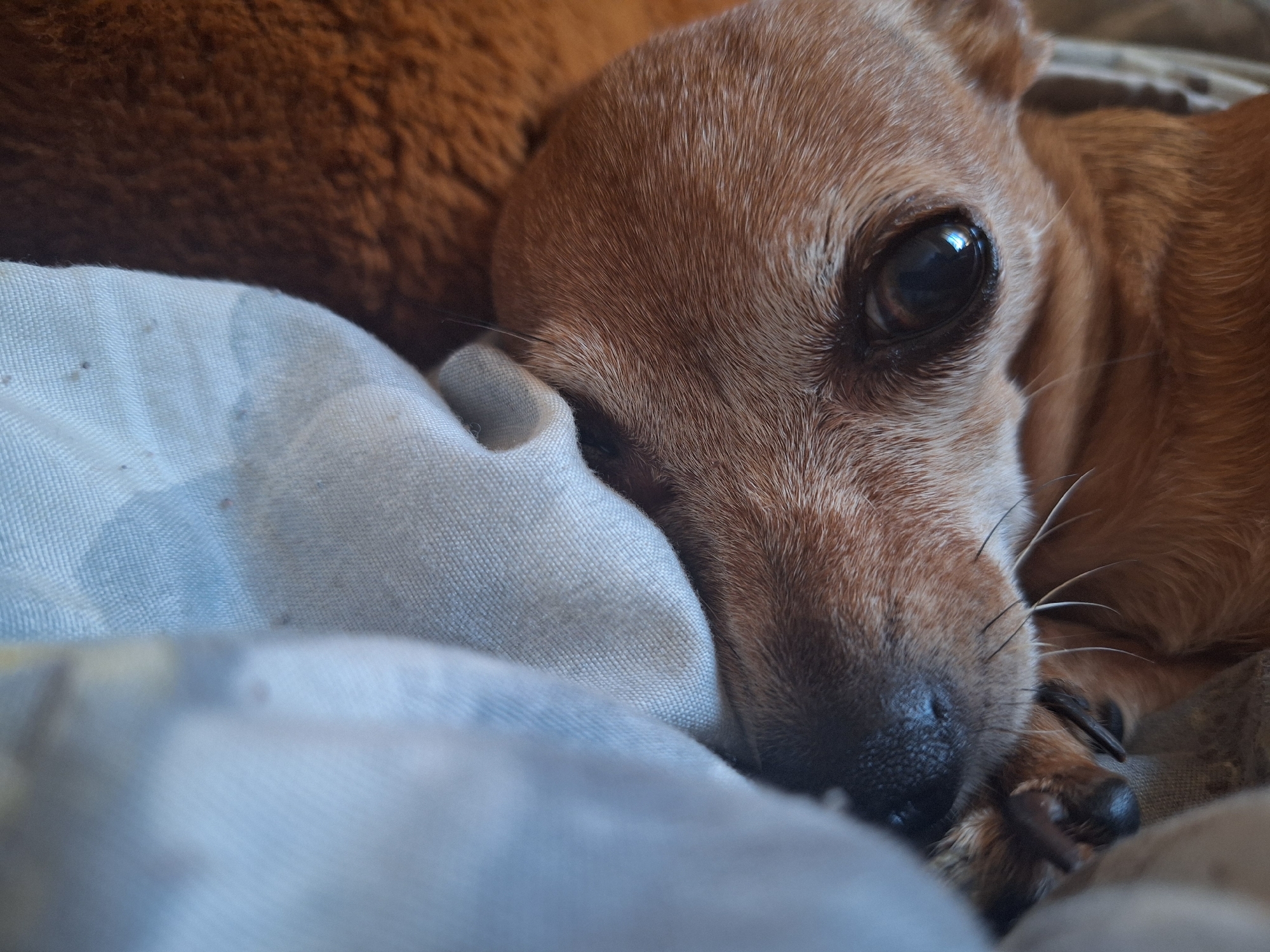 Chihuahua chills on a blue blanket in Varna